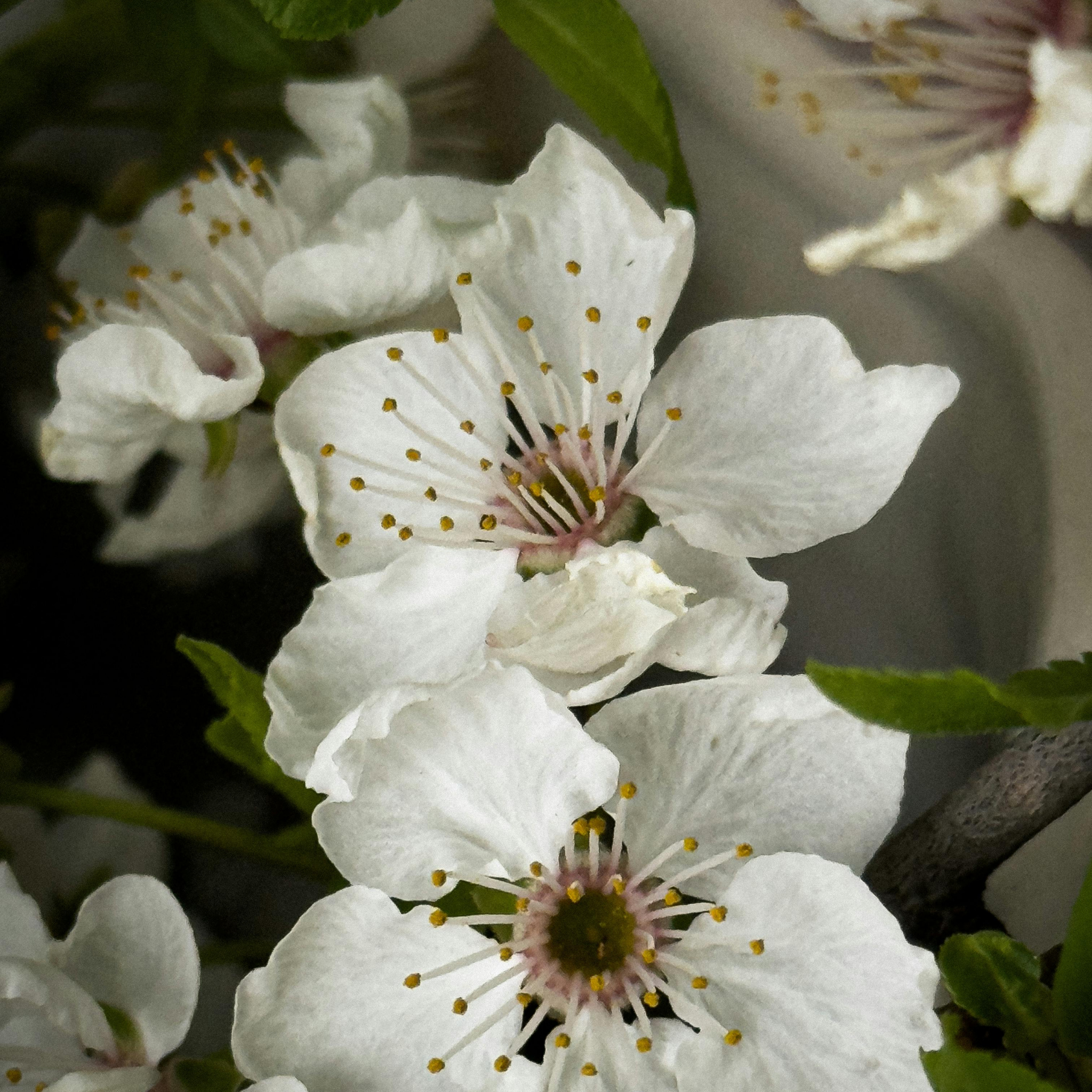 Close-up of white flowers with green leaves on a blurred background