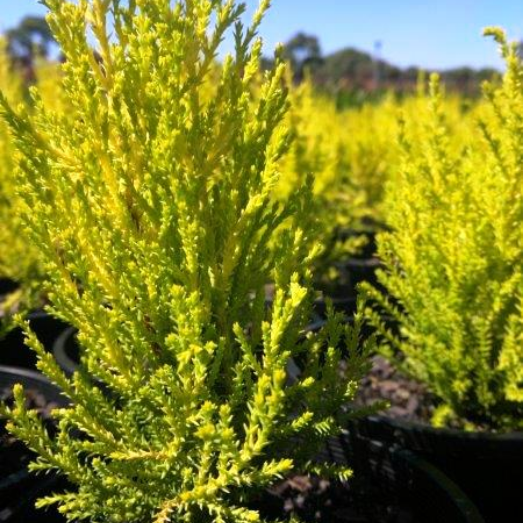 Lemon Cypress - Cupressus macrocarpa 'Lemon Scent'