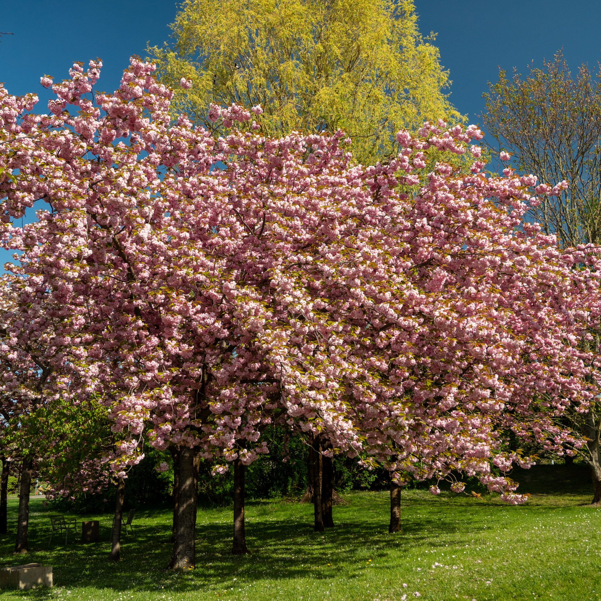 Japanese Flowering Ornamental Cherry - Prunus serrulata 'Kanzan'