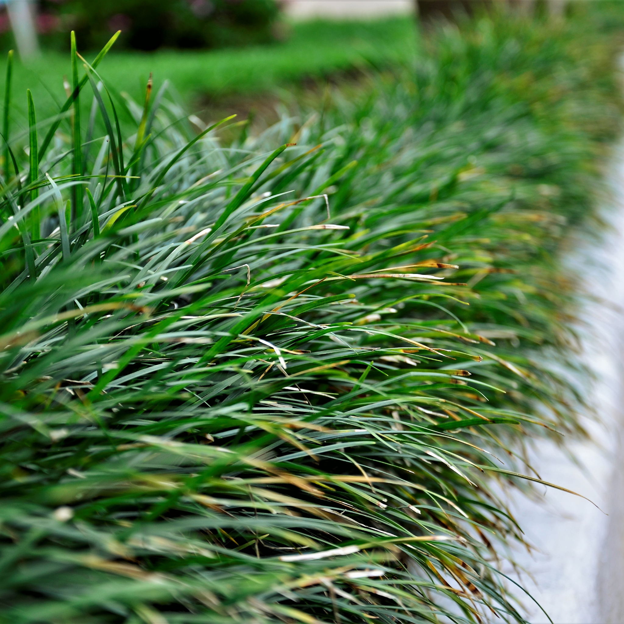 Mondo Grass - Ophiopogon japonicus