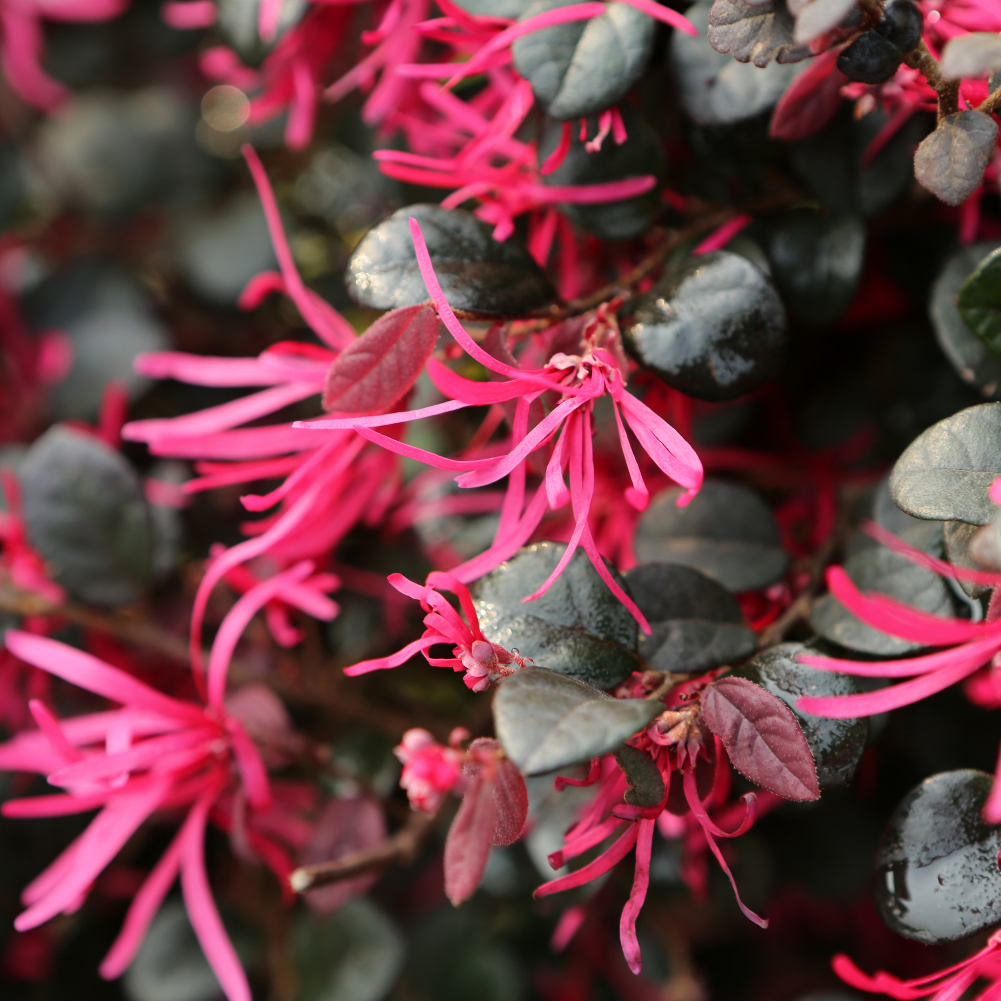 Chinese pink fringe flower - Loropetalum chinense rubrum 'China Pink'