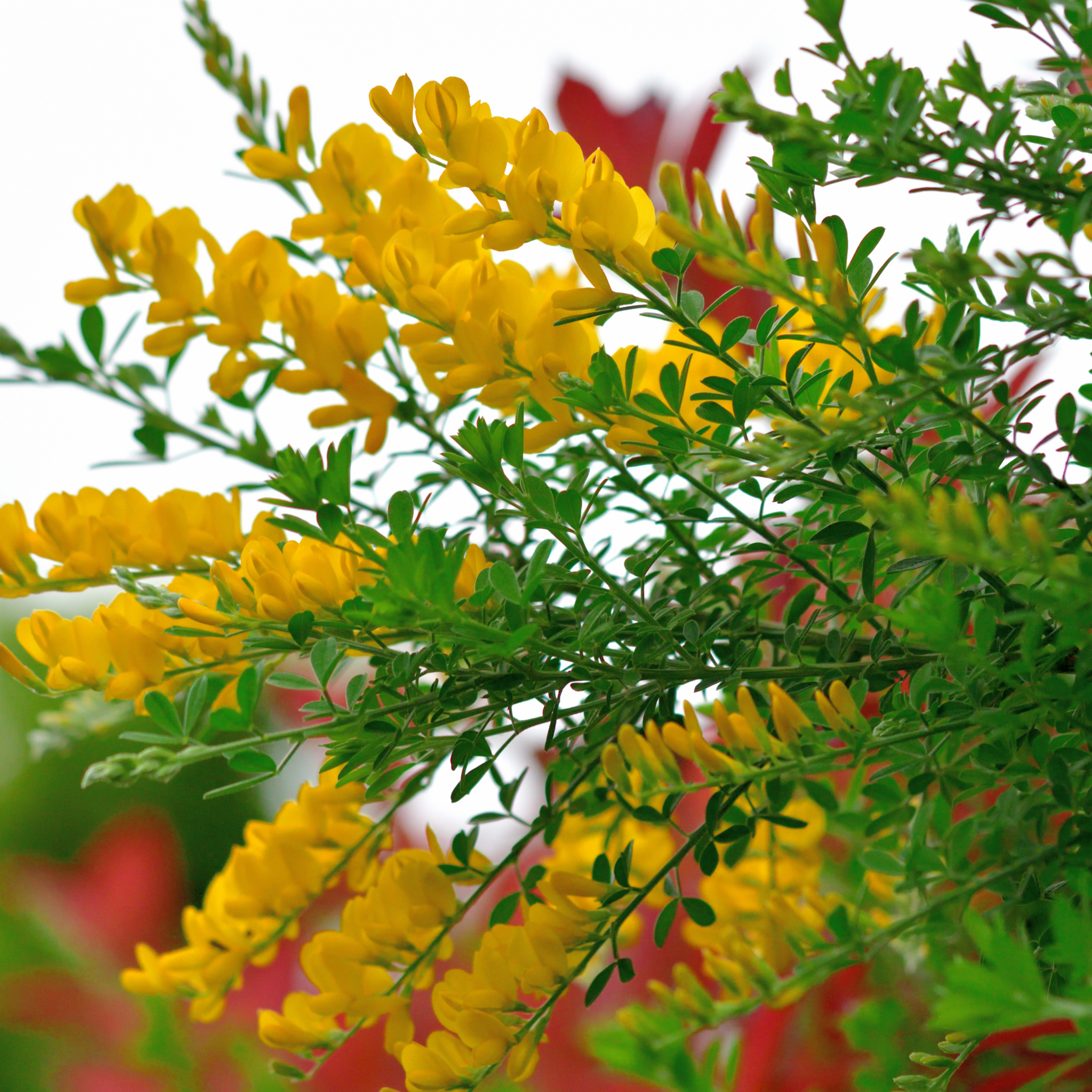 Dwarf Yellow Broom - Cytisus racemosus Nana
