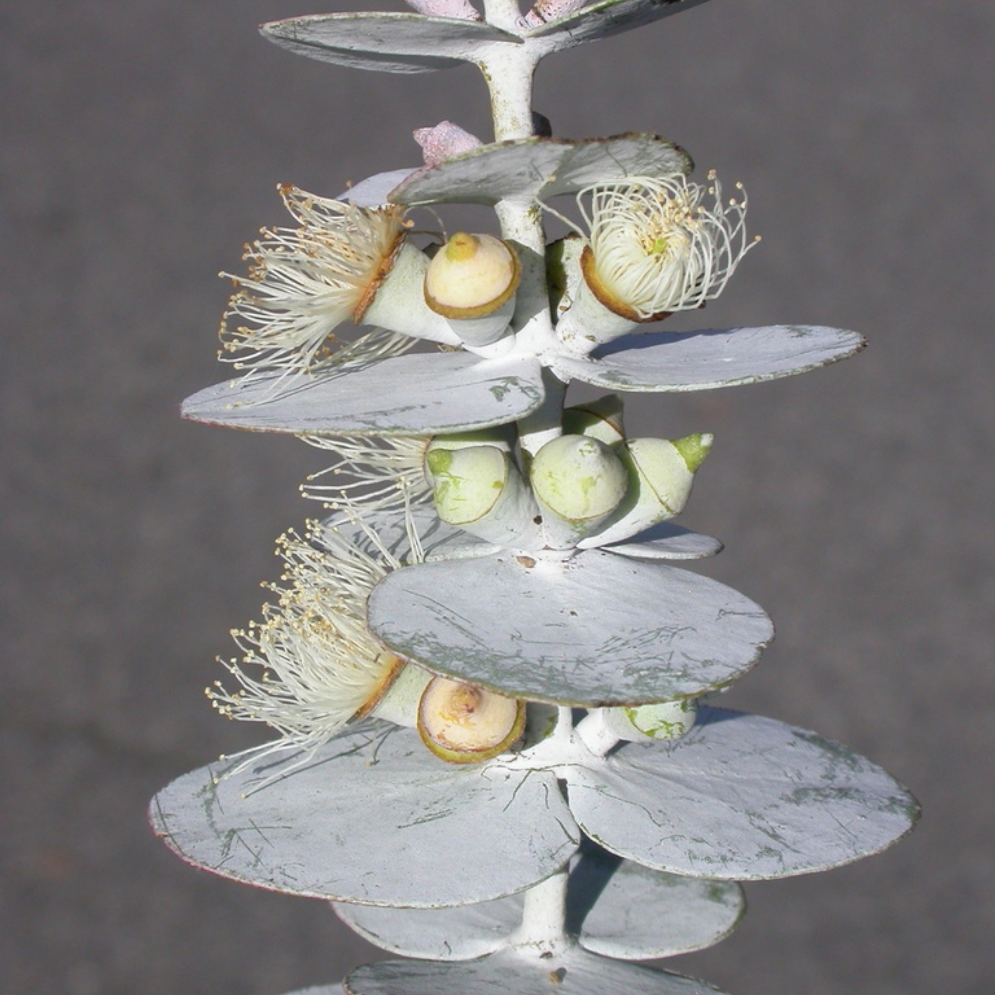 Silver Leaved Mountain Gum - Eucalyptus pulverulenta