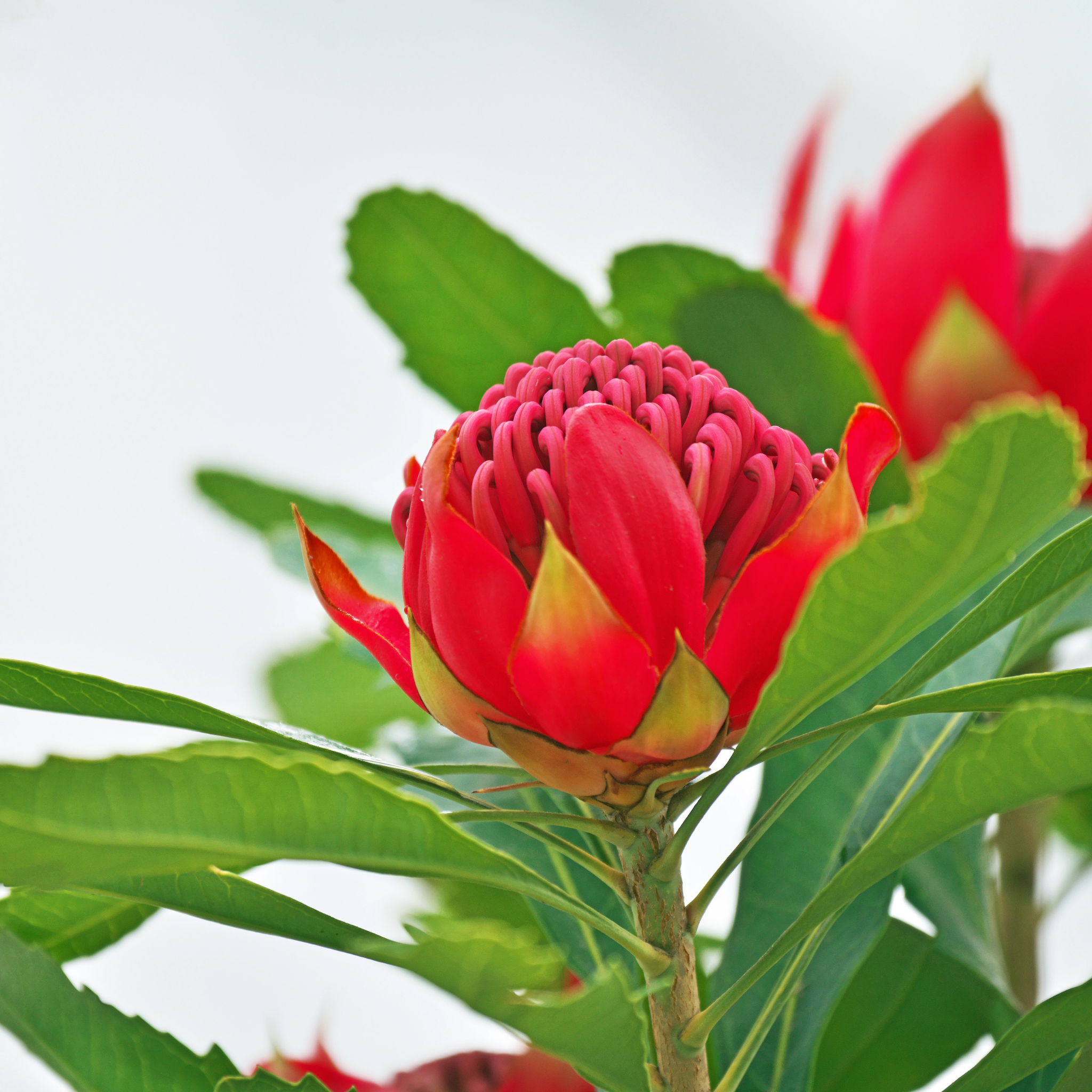 Waratah Shady Lady Red - Telopea speciosissima oreade Shady Lady Red