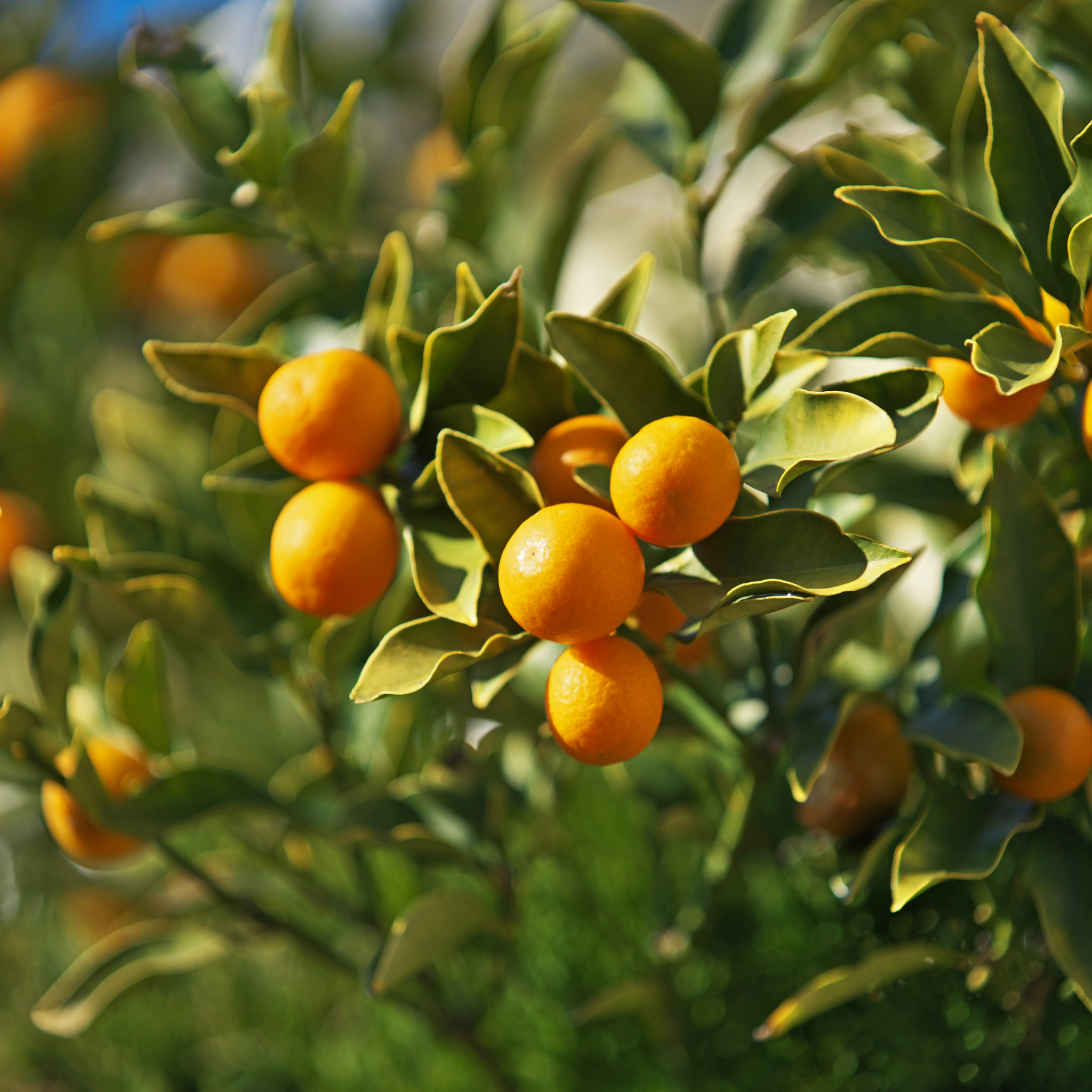 Australian Cumquat - Fortunella japonica Calamondin
