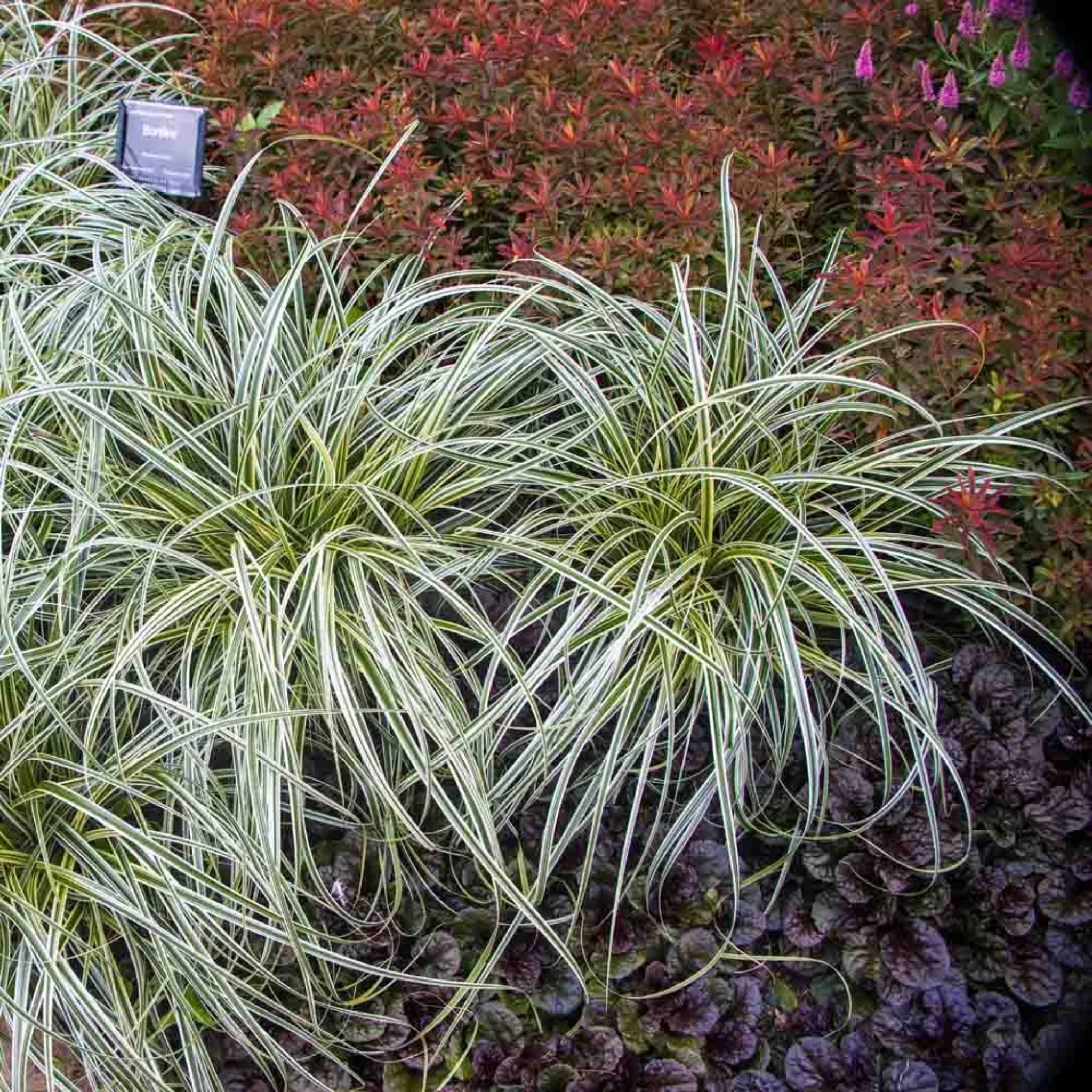Variegated grass plant with a blurred background of colorful foliage
