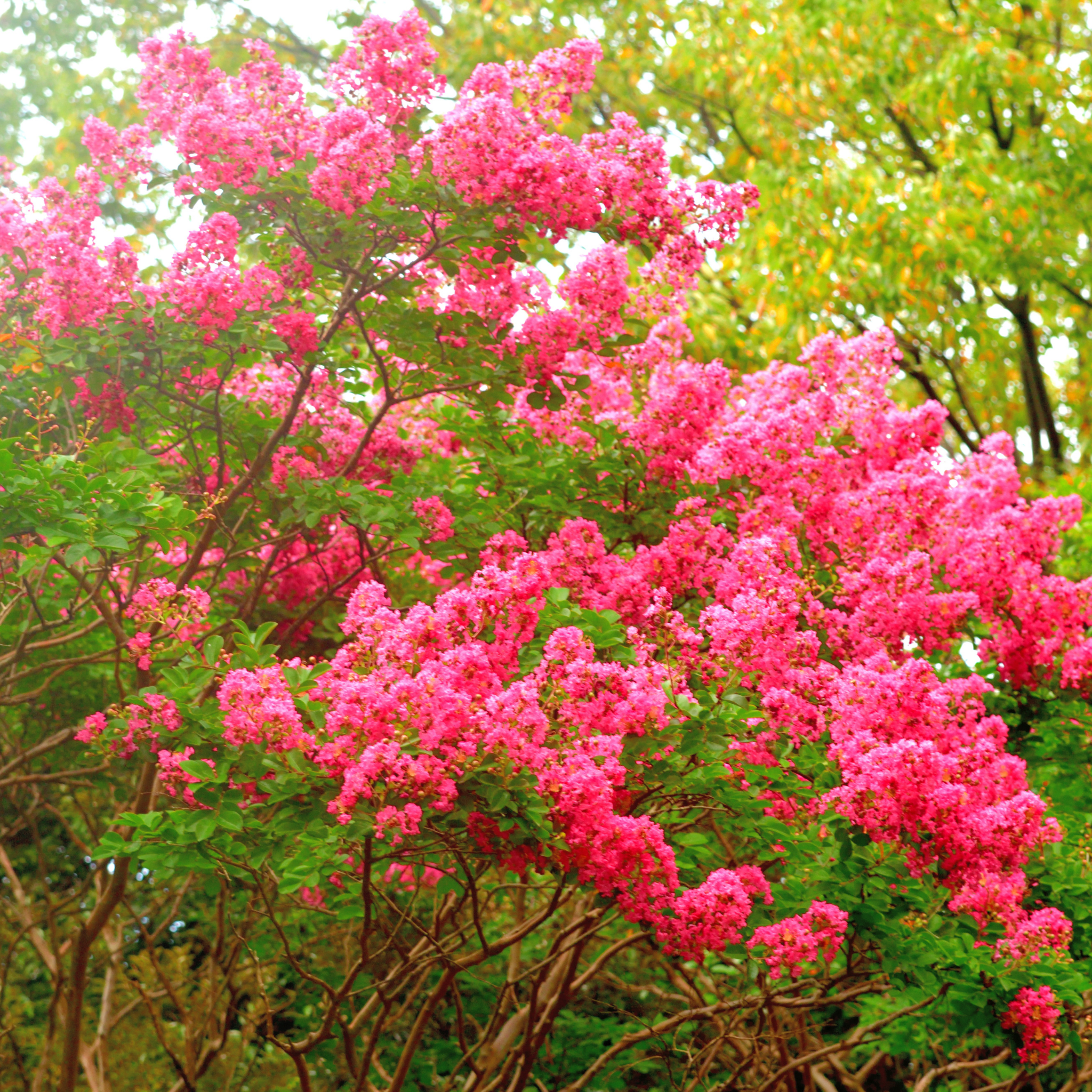 Hot Pink Crepe Myrtle - Lagerstroemia indica fauriei Sioux