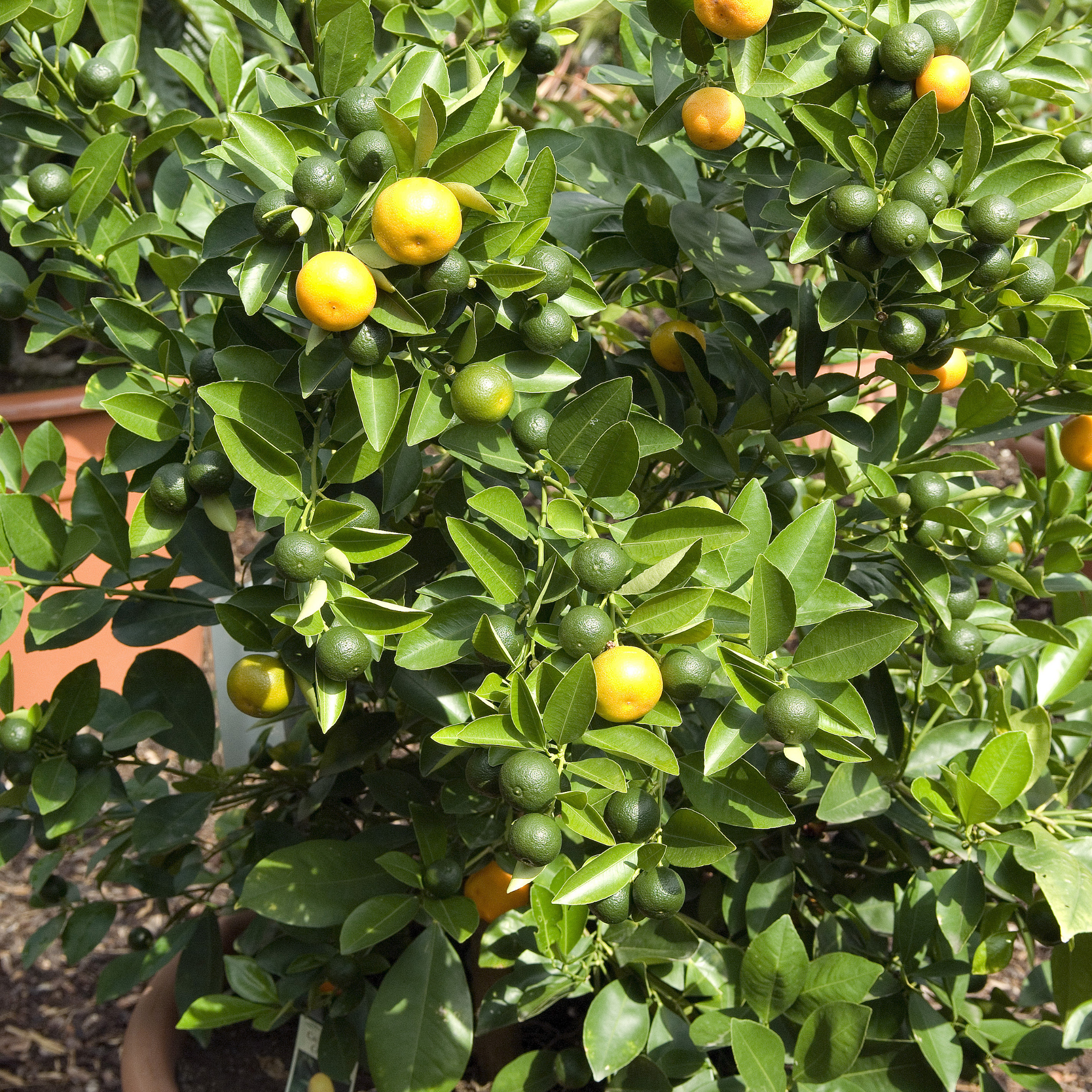Dwarf Orange Tree (Washington Navel) - Citrus sinensis Washington Navel Dwarf