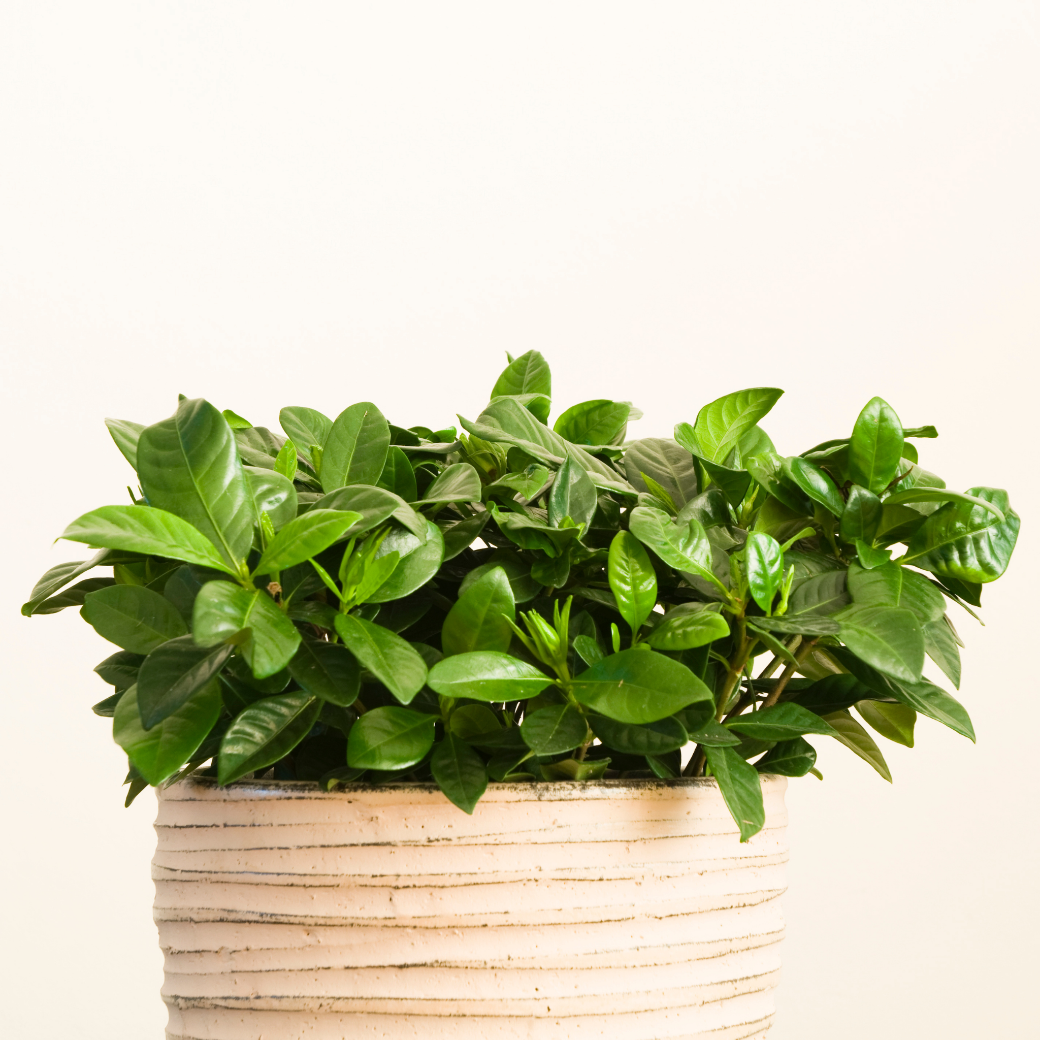 Gardenia augusta Aimee Yoshiba