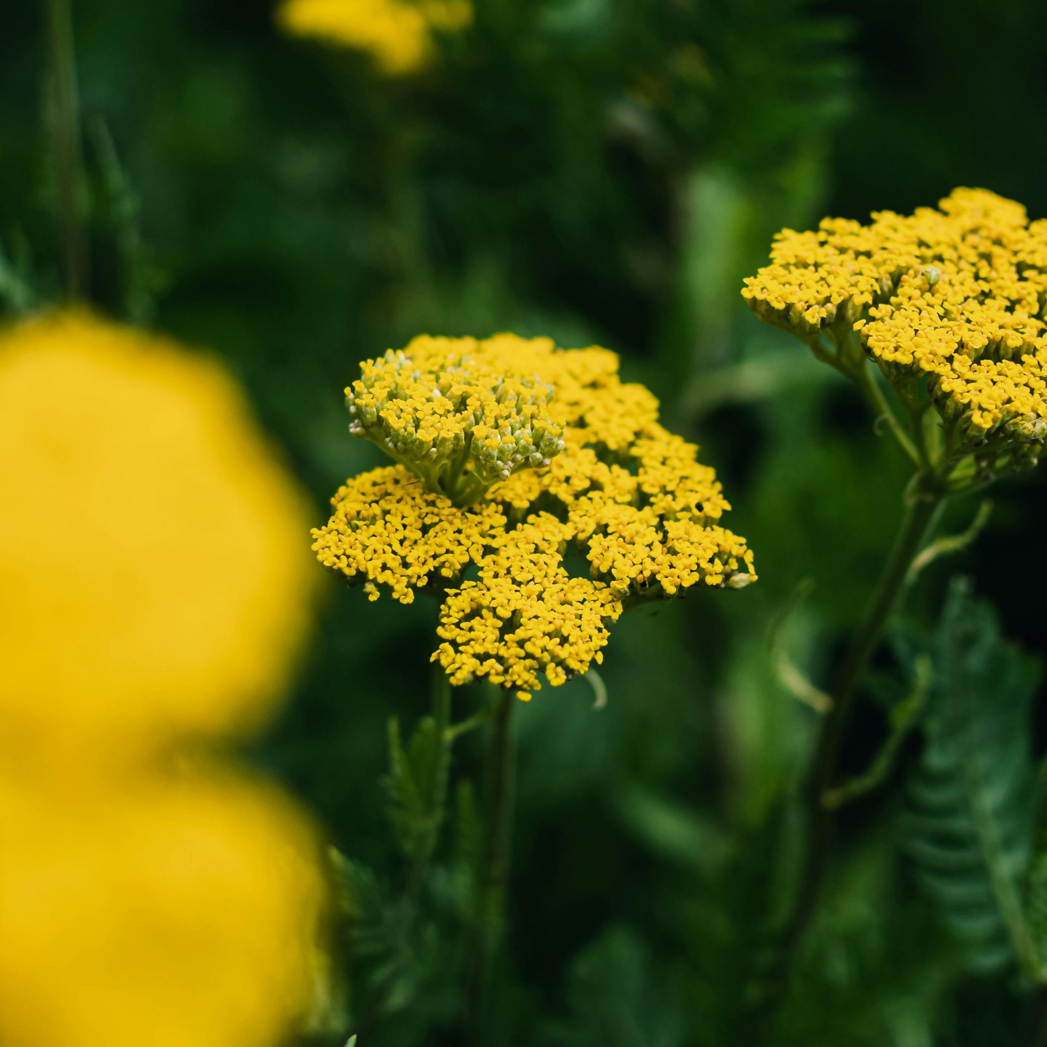 Ornamental Yarrow - Achillea clypeolata