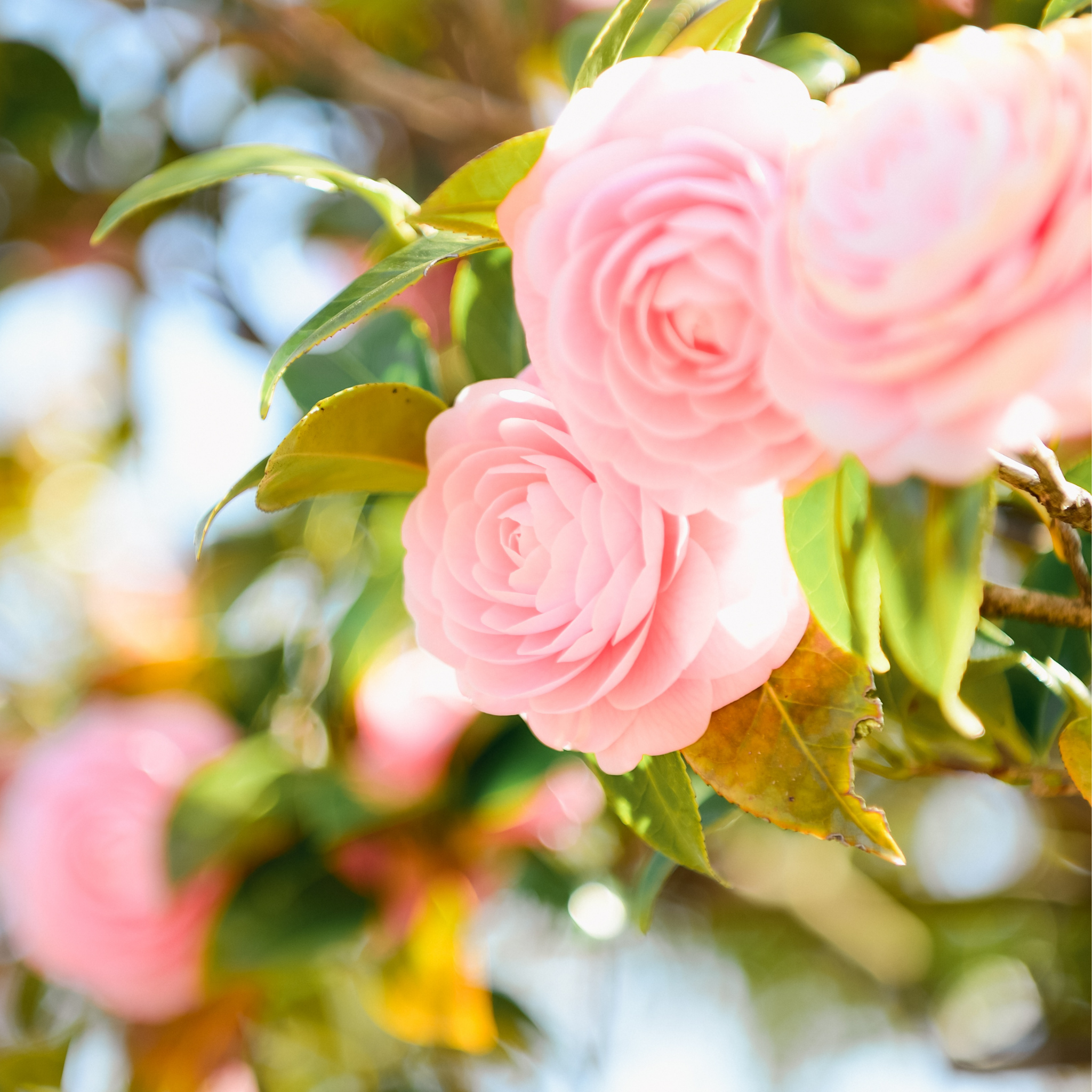 Camellia hybrida E G Waterhouse