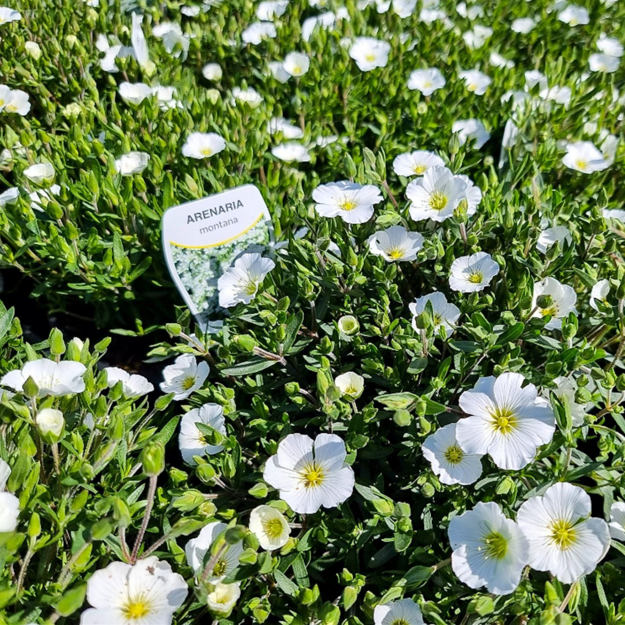Mountain Sandwort - Arenaria montana