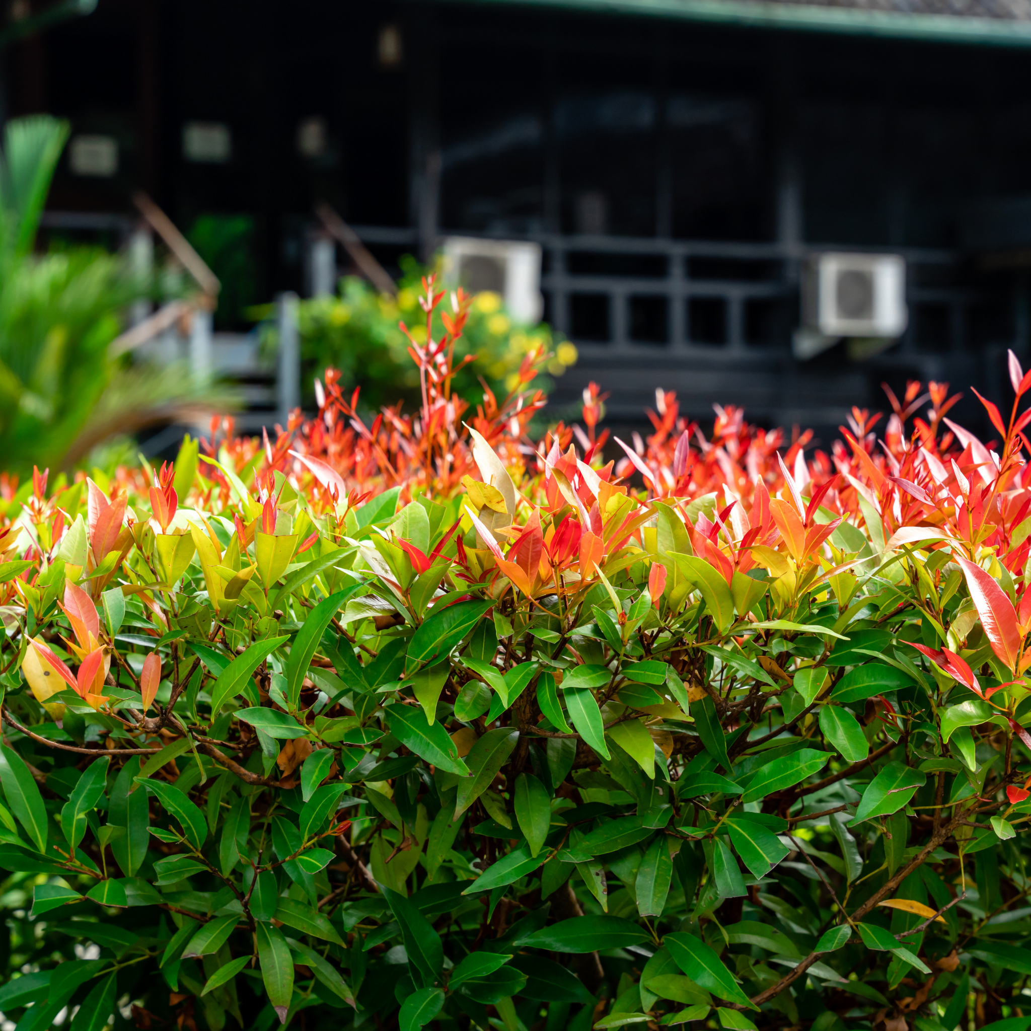 Lilly Pilly - Brush Cherry - Syzygium australe