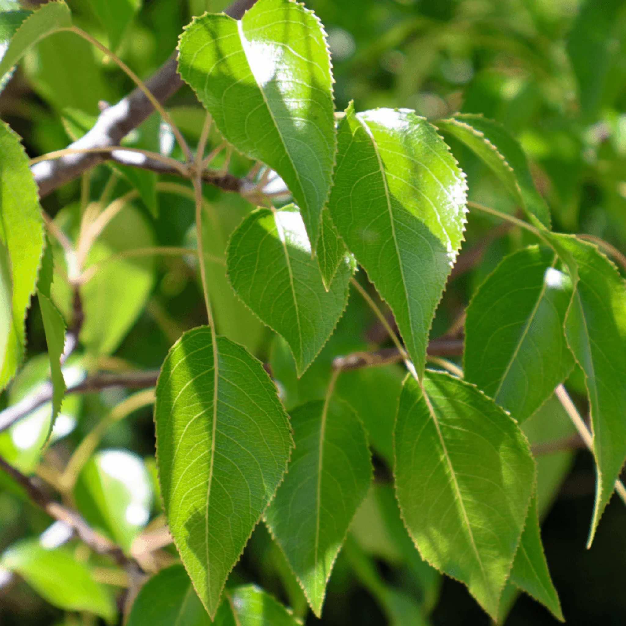 Ornamental Pear Southworth Dancer - Pyrus betulaefolia Southworth Dancer