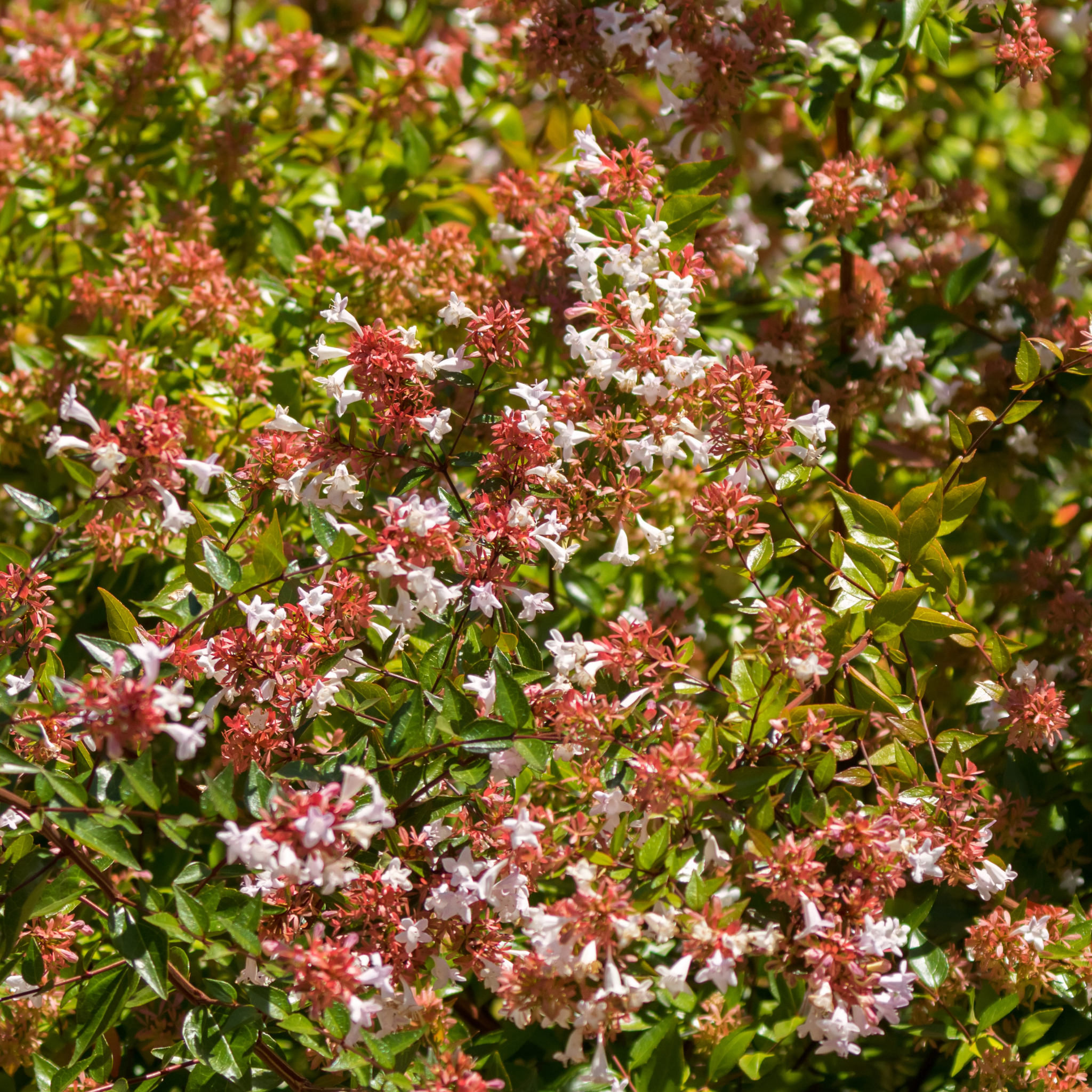 Dwarf Glossy Abelia - Abelia grandiflora 'Nana'