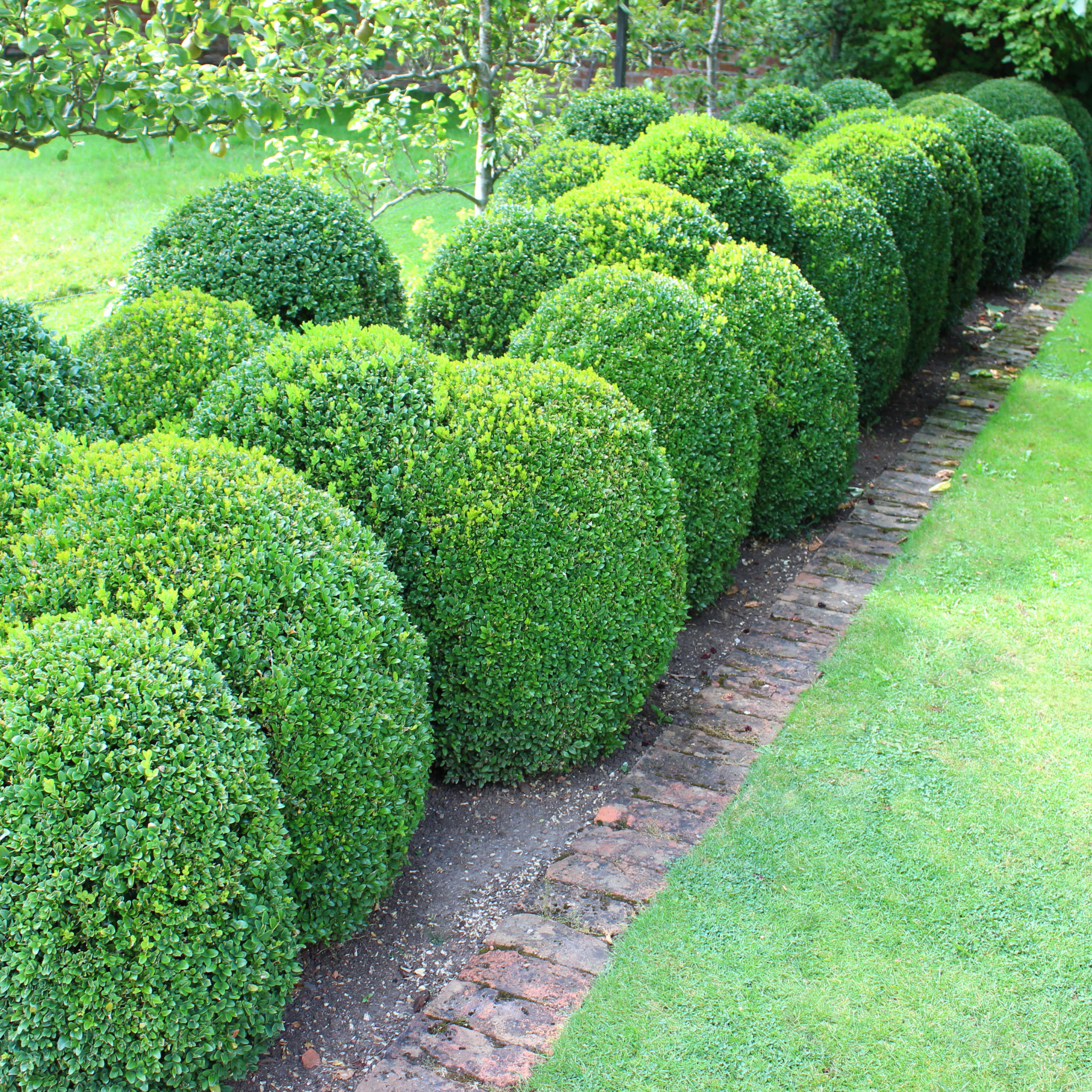 Row of neatly trimmed boxwood hedges in a garden setting