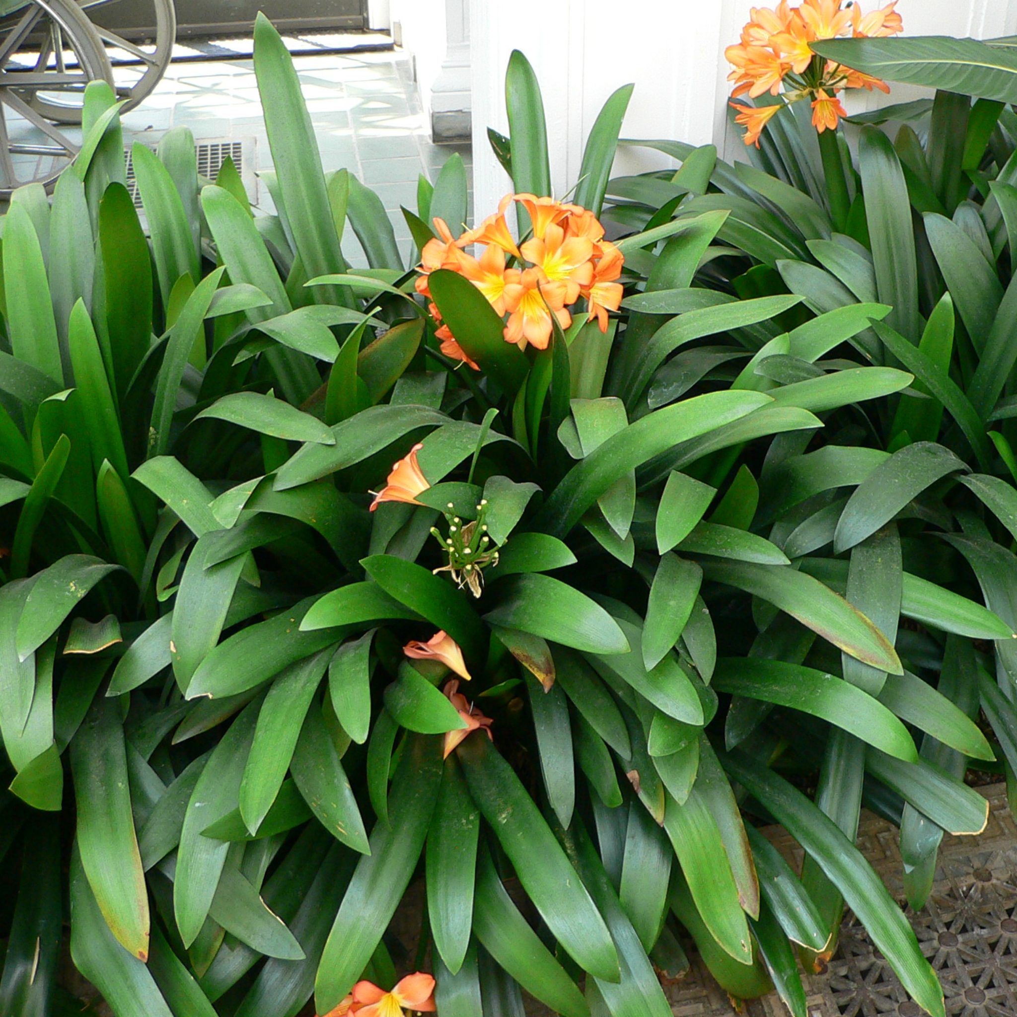 Green plants with orange flowers in a greenhouse setting