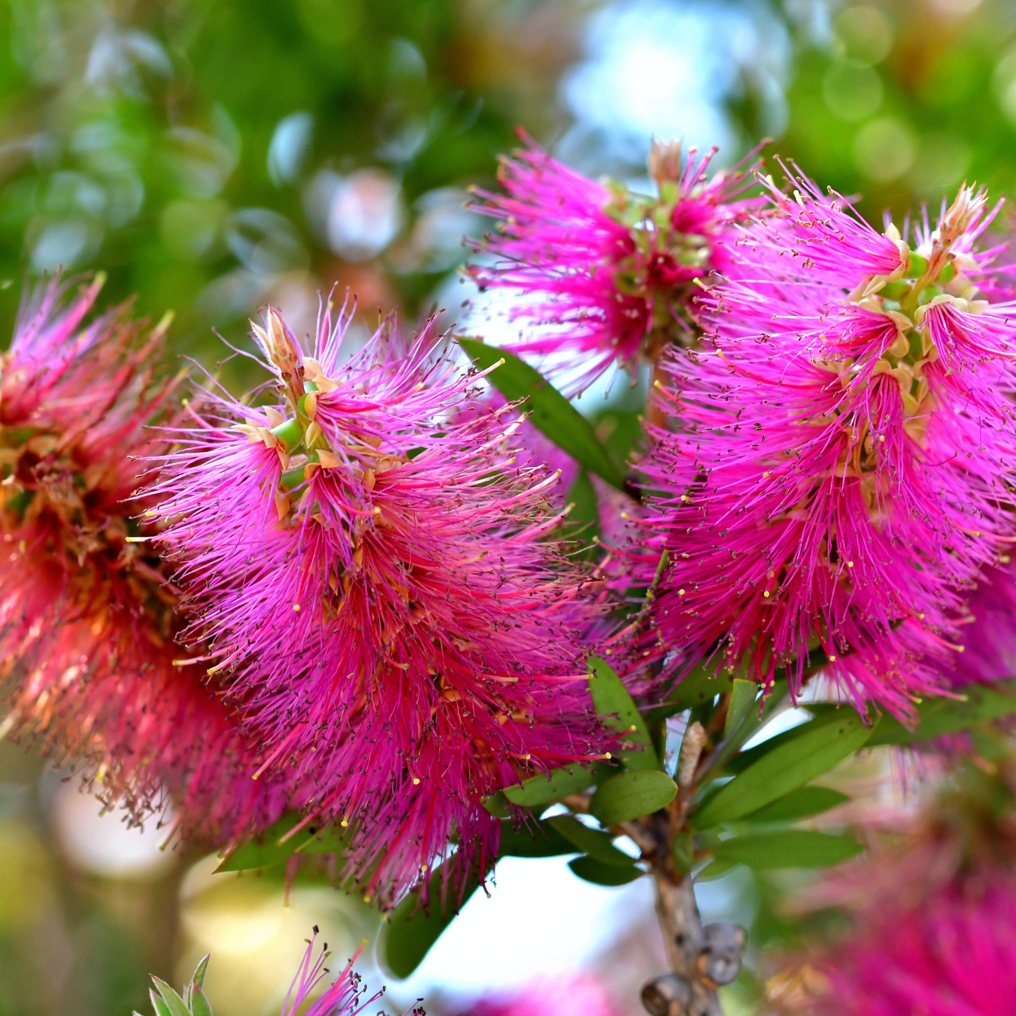 Pink Bottlebrush - Callistemon hybrida 'Candy Pink'