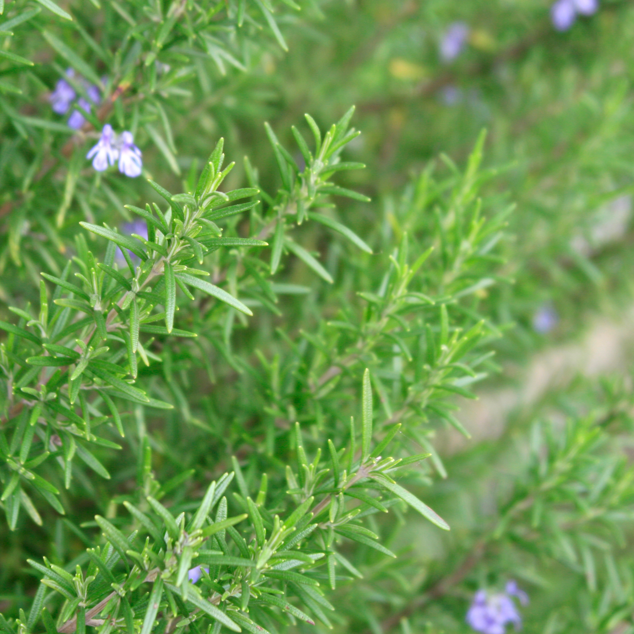 Rosemary - Rosmarinus officinalis