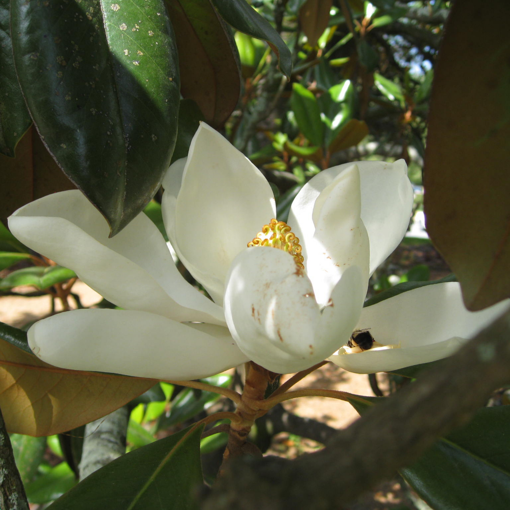 Southern Magnolia - Magnolia grandiflora 'Coolwyn Gloss'