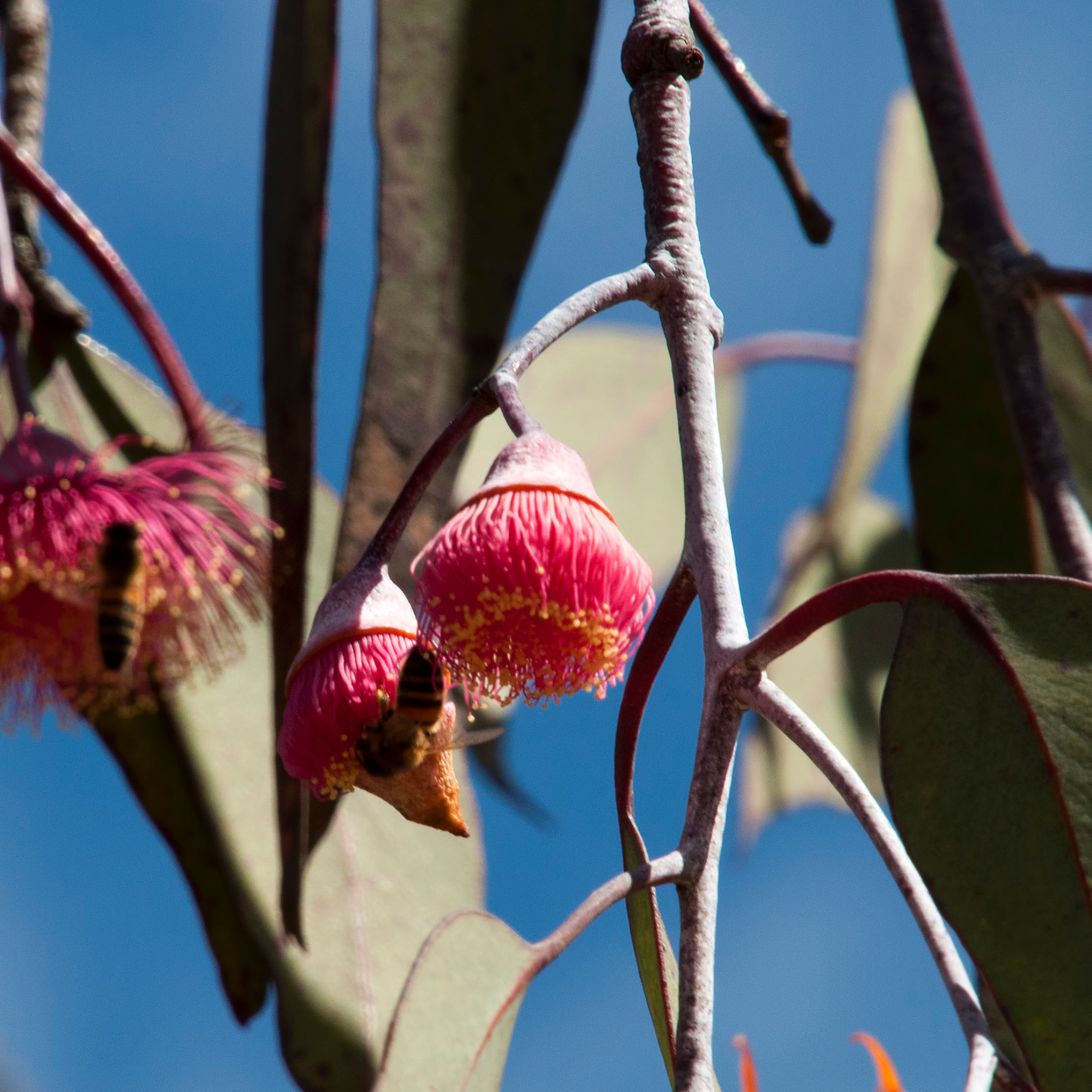 Eucalyptus Silver Princess Gum - Eucalyptus caesia Silver Princess