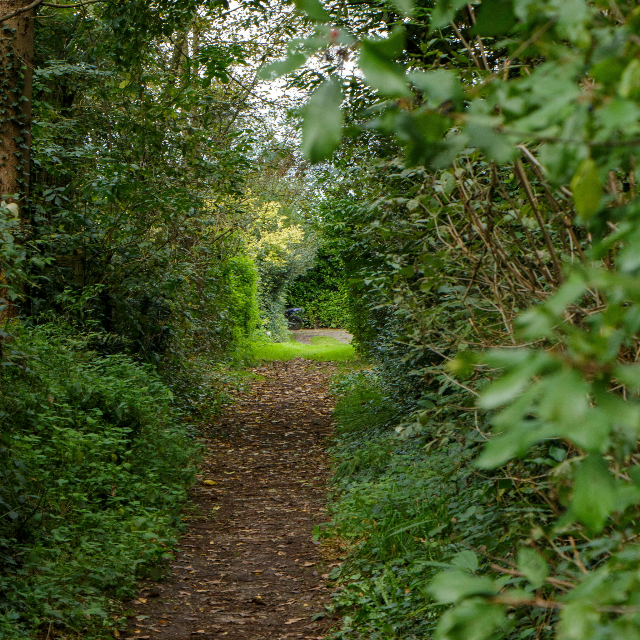 Bay Laurel 'Miles Choice' - Laurus nobilis Miles Choice