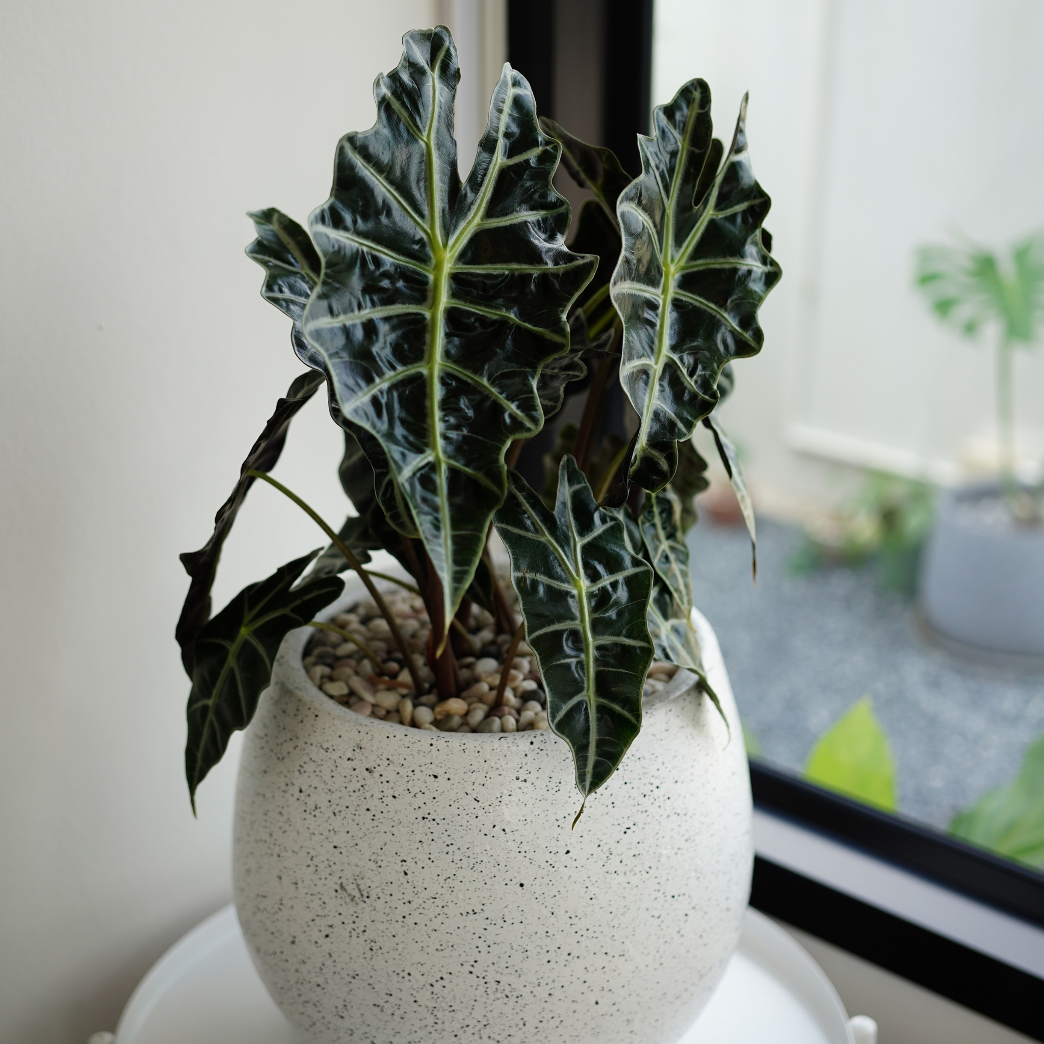 Elephants Ear - Alocasia amazonica