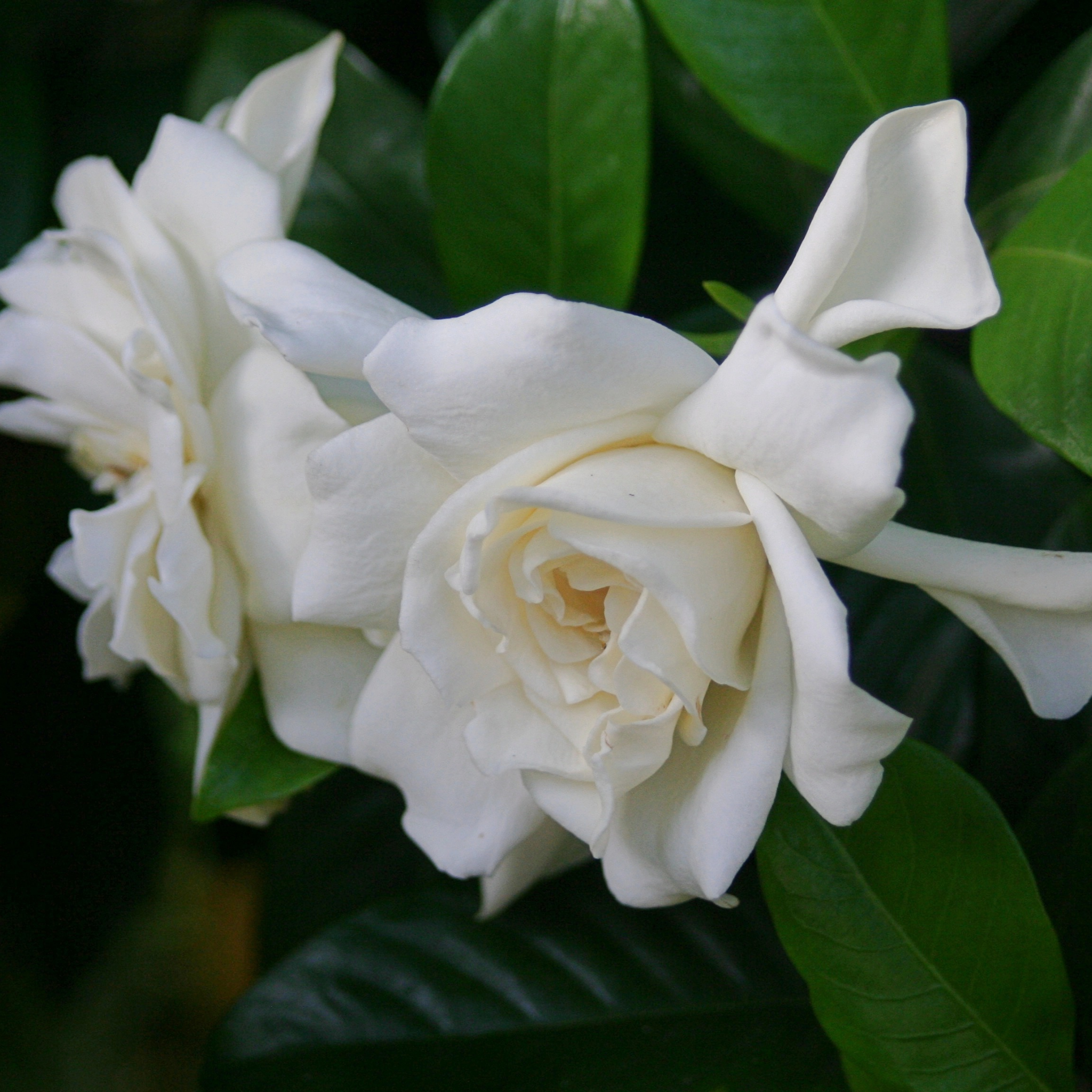 Creeping Gardenia - Gardenia jasminoides 'Radicans'