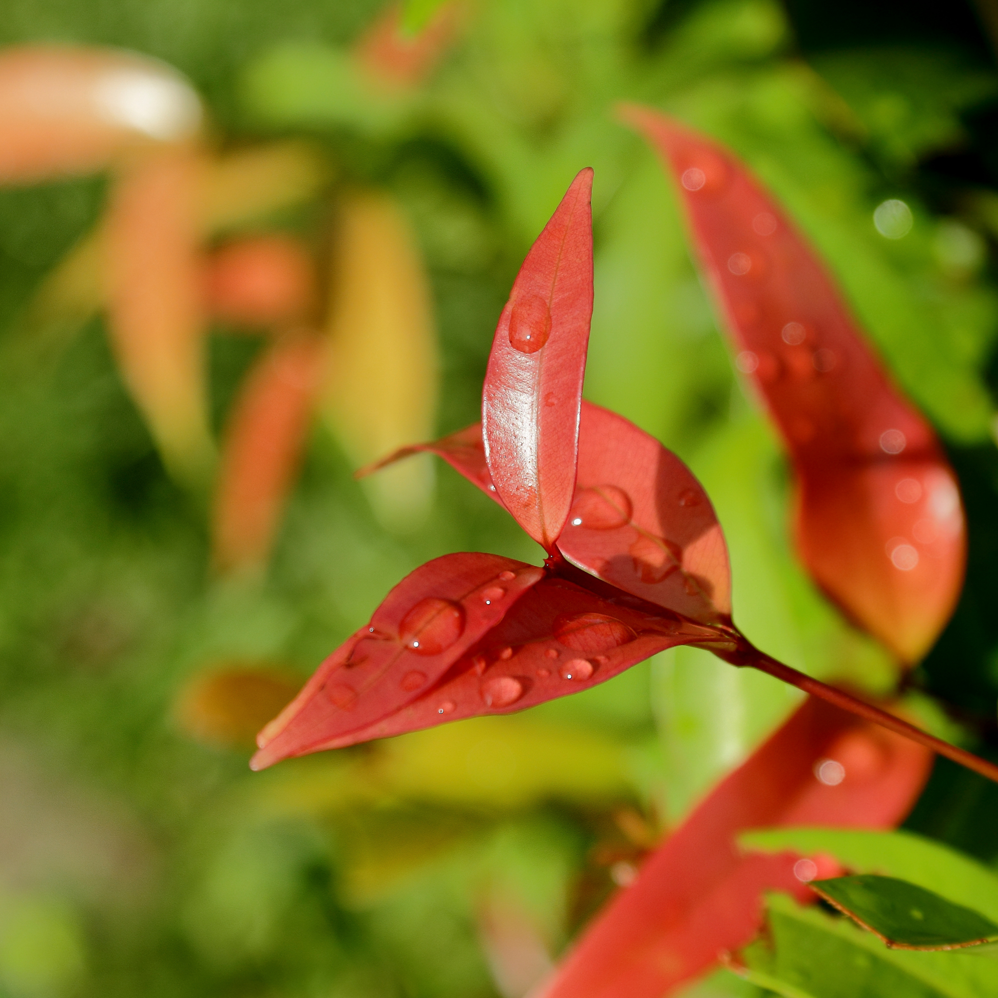 Lilly Pilly Up and Away - Syzygium australe Up And Away