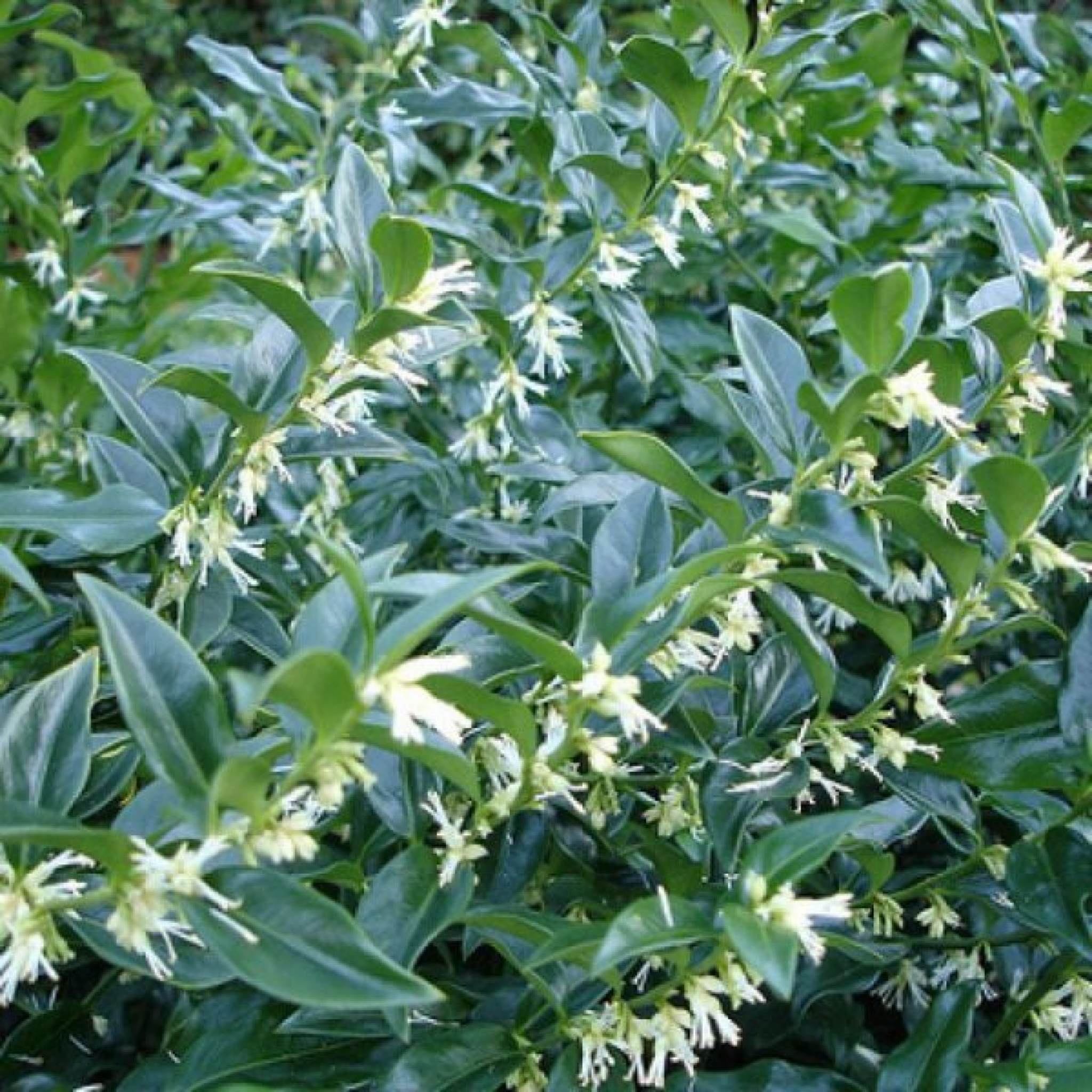Sweetbox - Sarcococca confusa