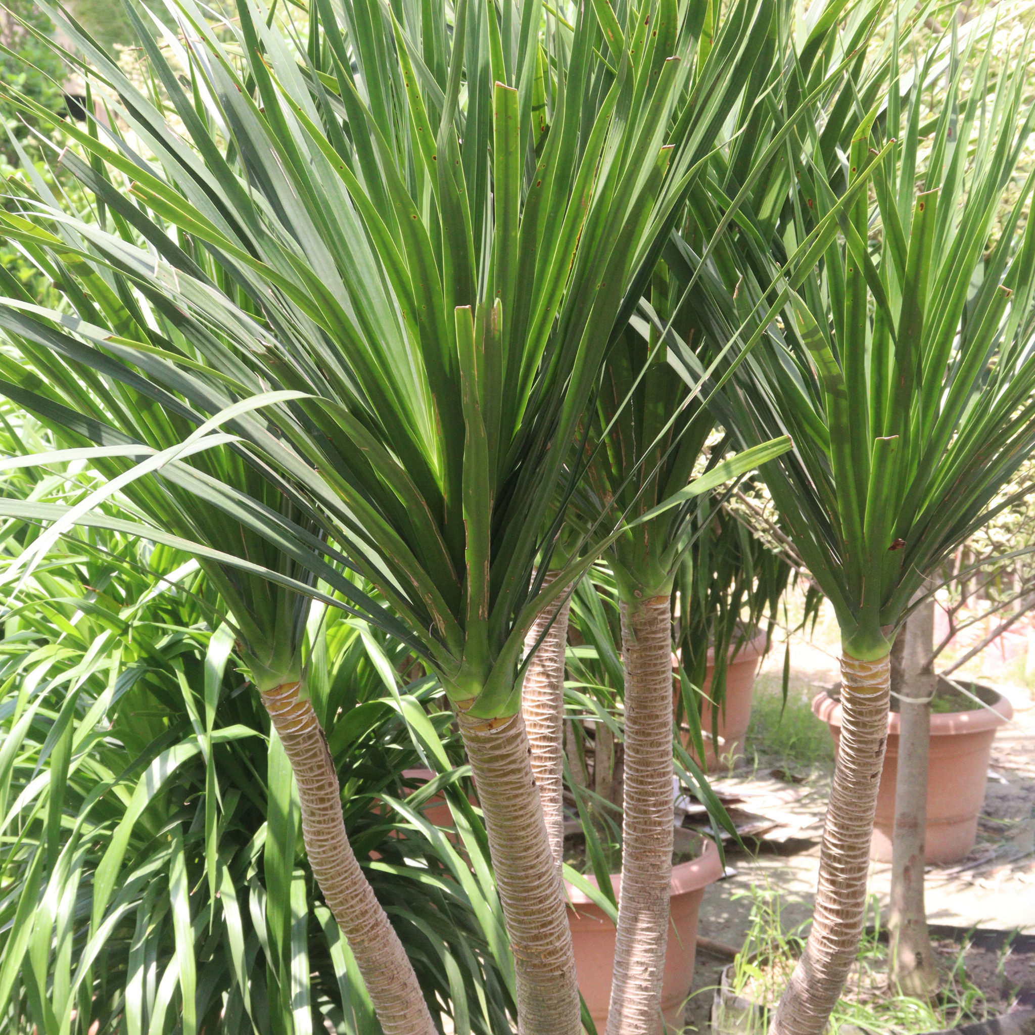 Canary Islands Dragon Tree - Dracaena draco