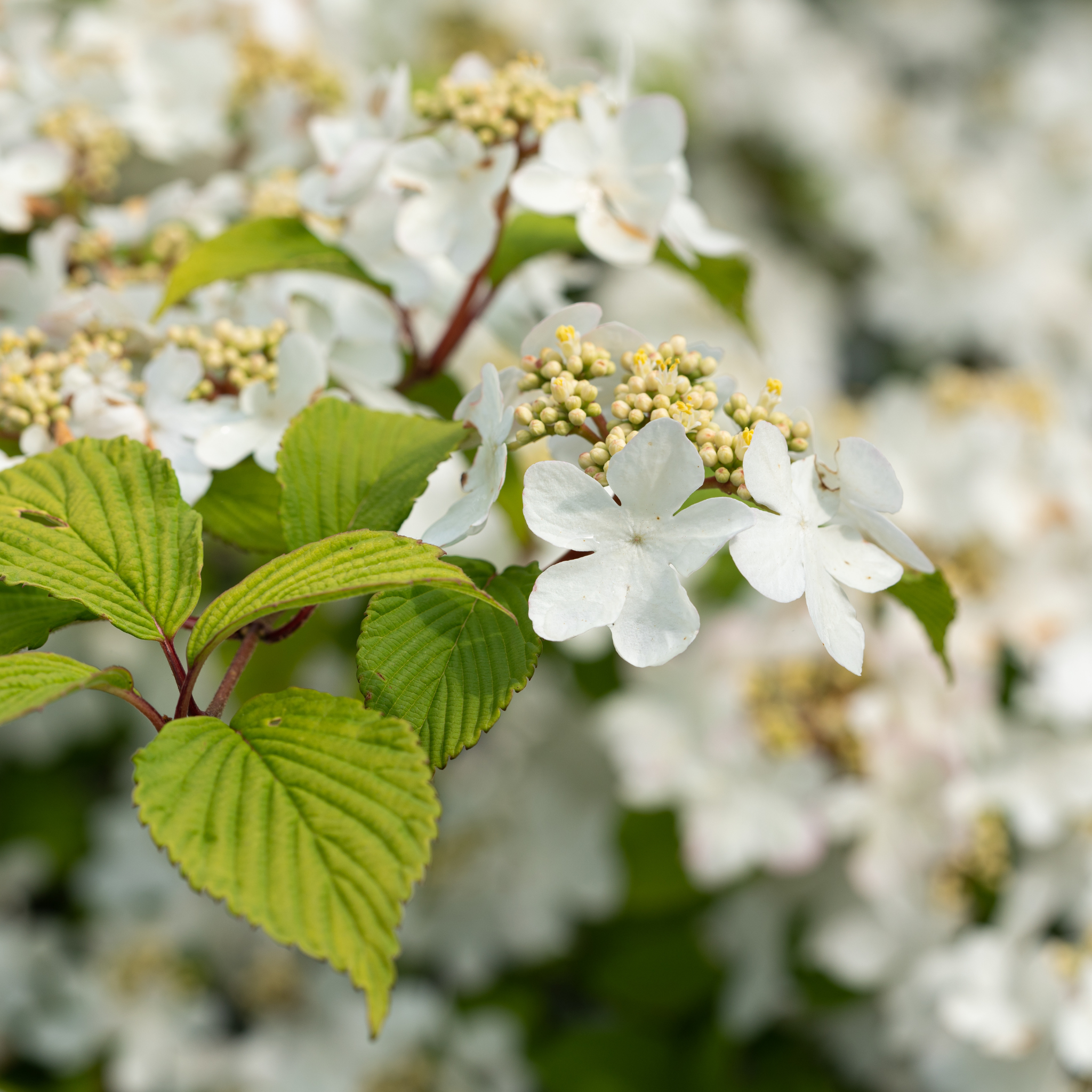 Viburnum plicatum Japanese snowball - Viburnum plicatum tomentosum Mariesii
