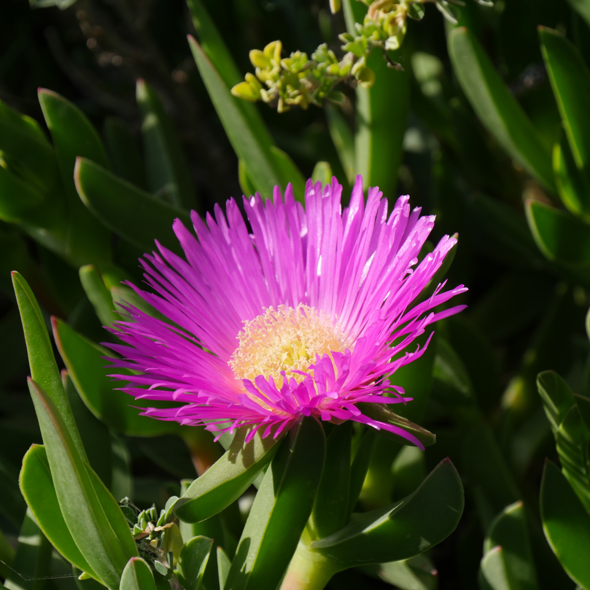 Native Pigface - Carpobrotus rossii