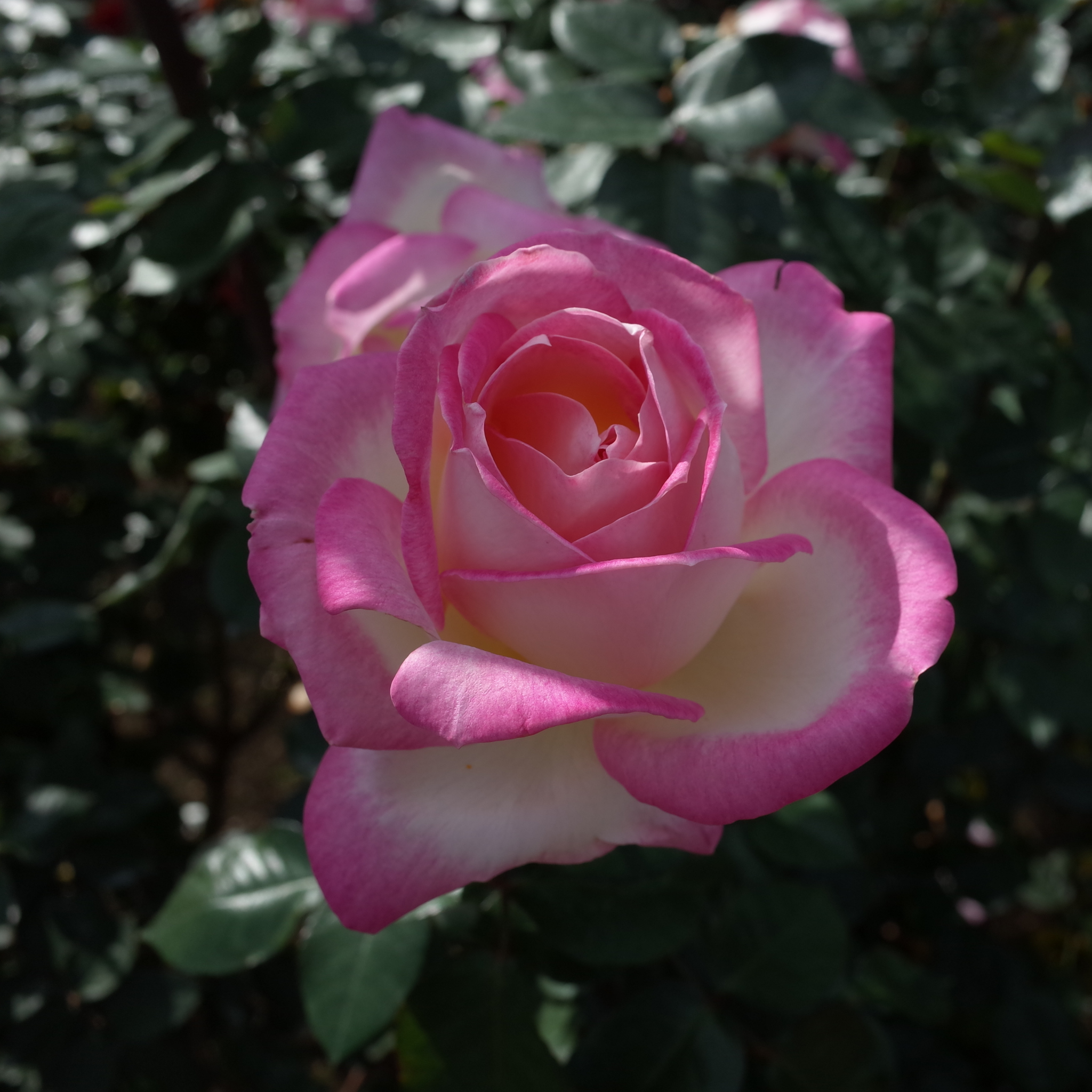 Princesse De Monaco Hybrid Tea Rose - Rosa Princesse De Monaco