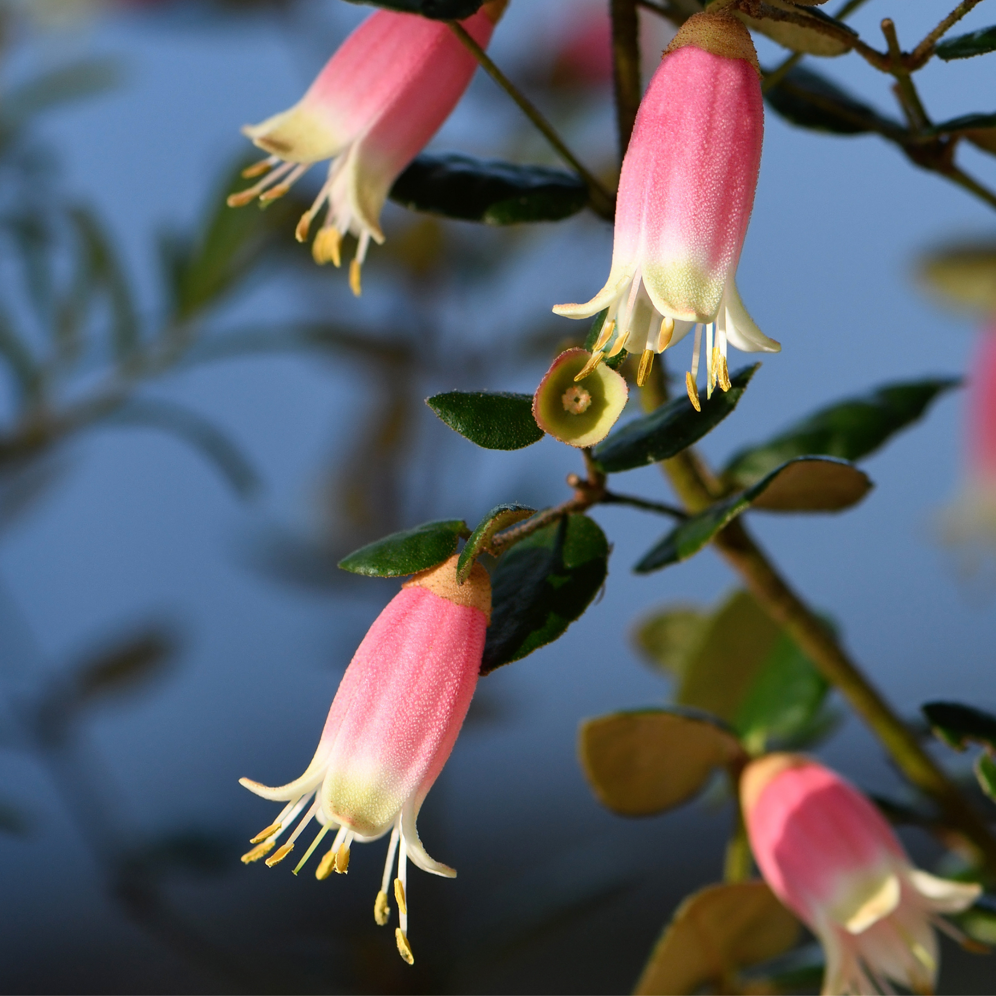 Rock Correa - Correa glabra