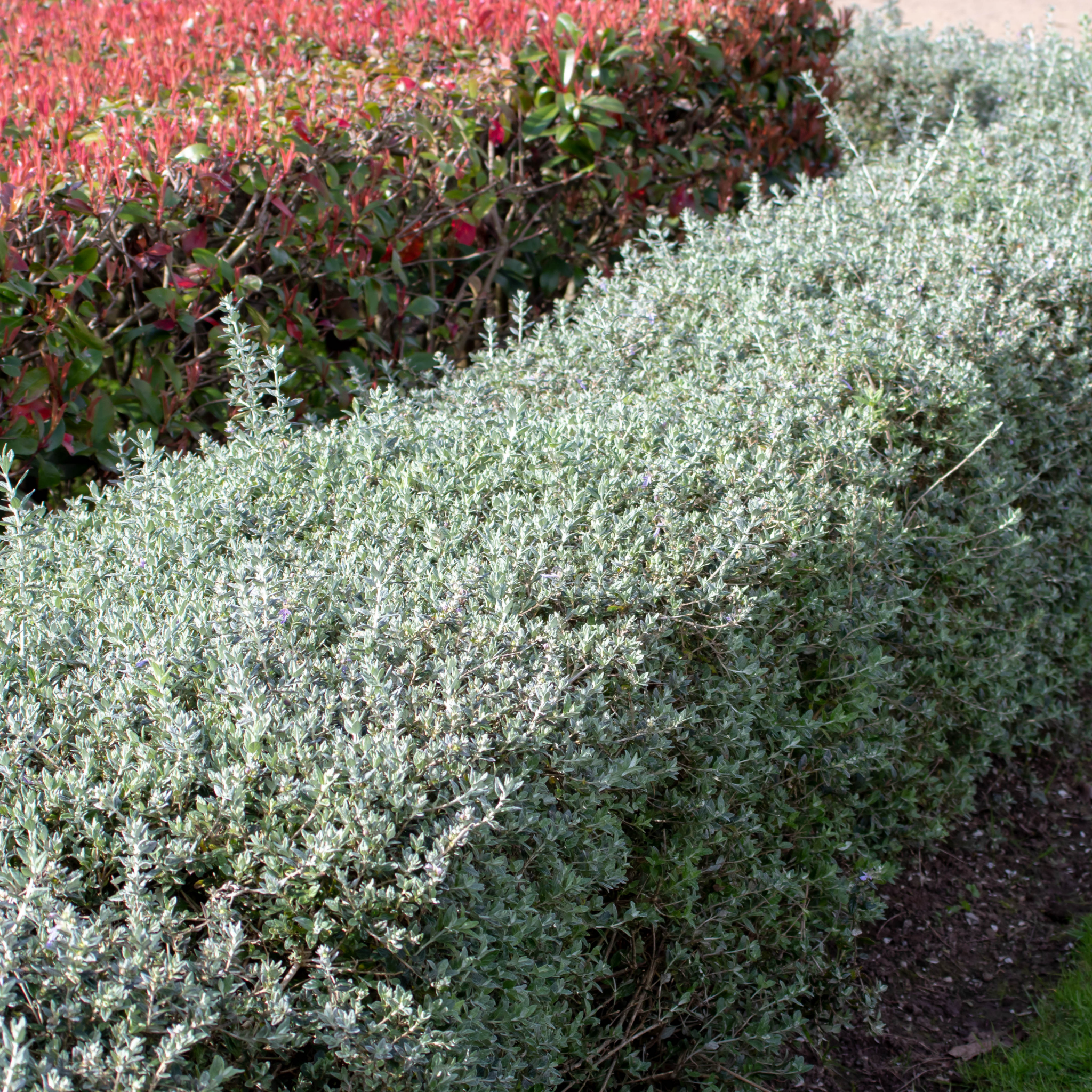 Shrubby Germander - Teucrium fruticans