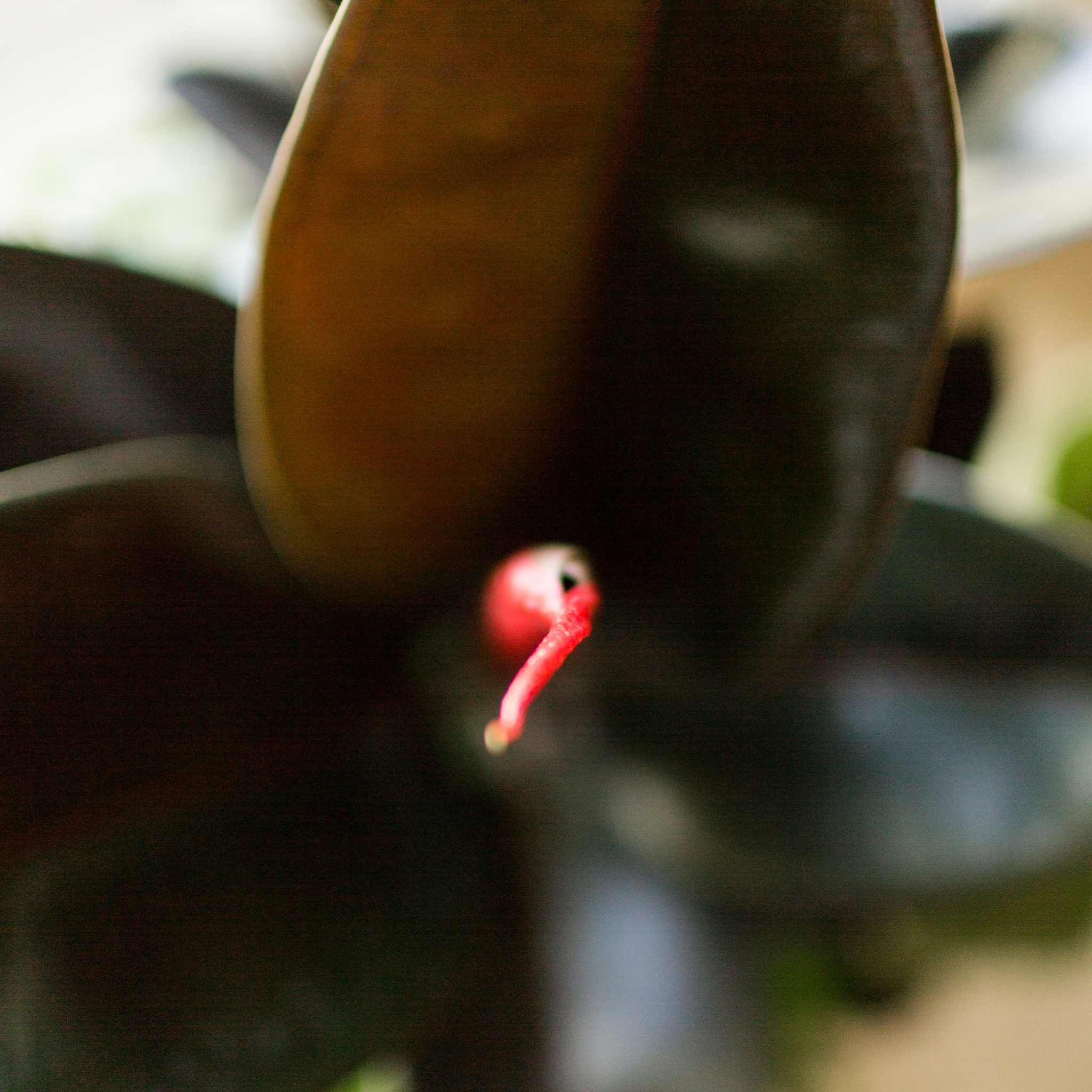 Burgundy Rubber Tree Plant - Ficus elastica Burgundy