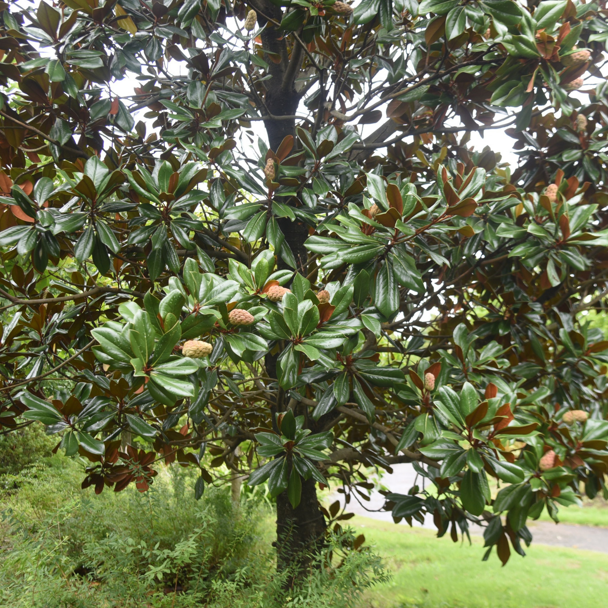 Magnolia Kay Paris - Magnolia grandiflora Kay Parris