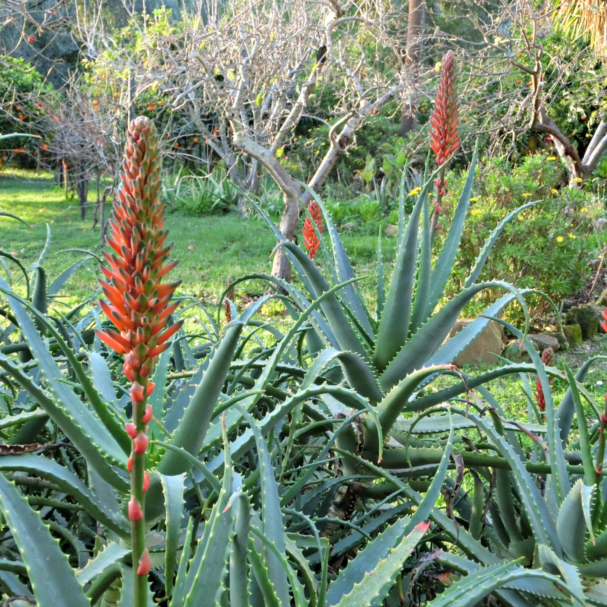 Aloe hybrida Bumble Bee