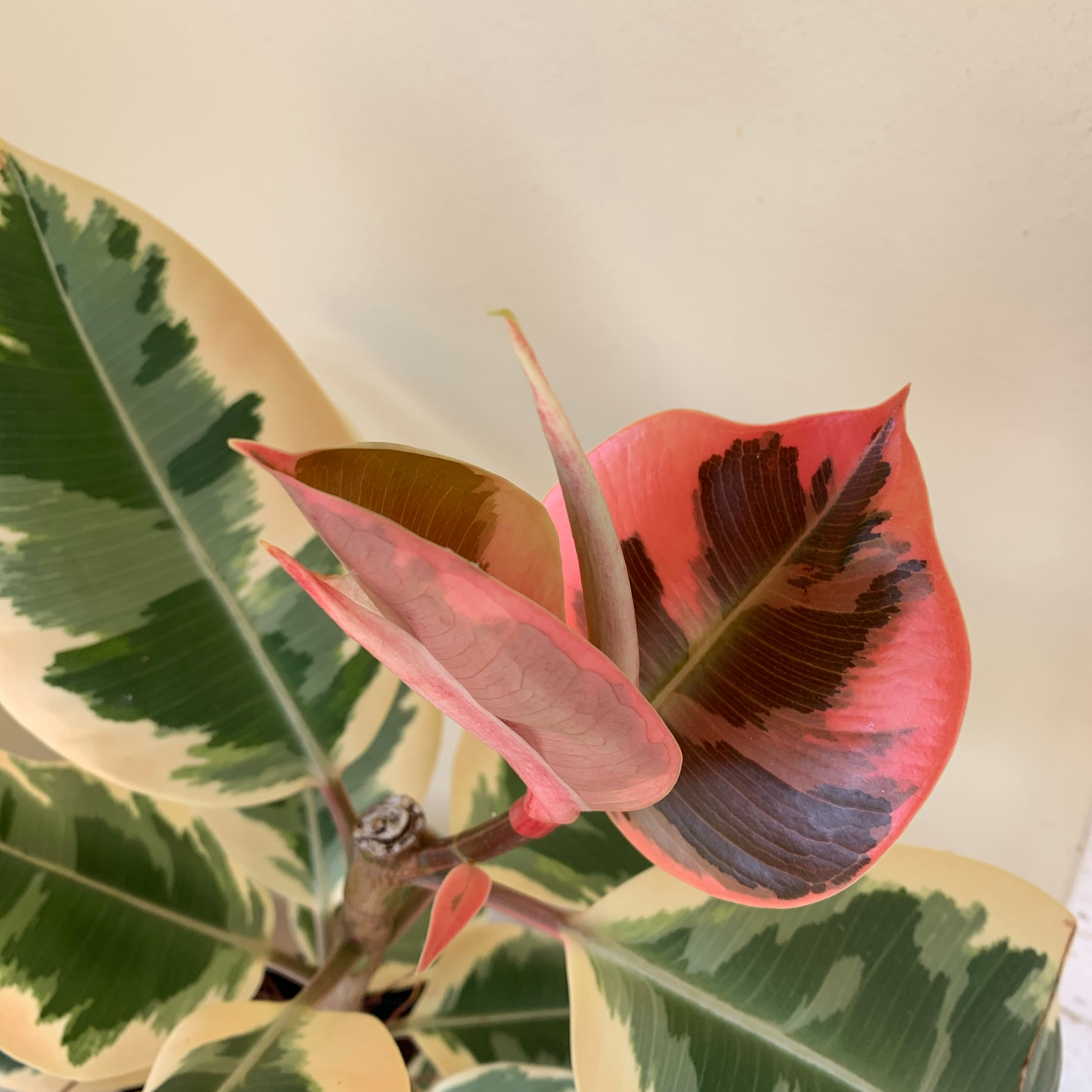 Tineke Rubber Tree Plant - Ficus elastica Tineke
