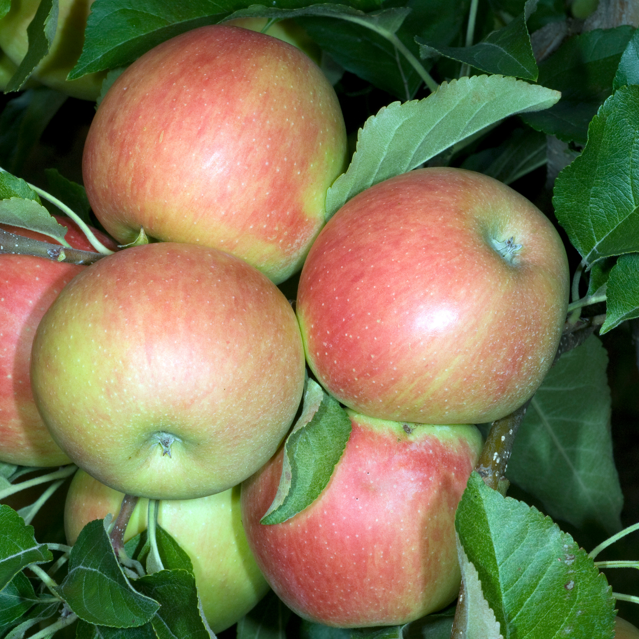 Apple Gala Tree - Malus domestica Gala Apple