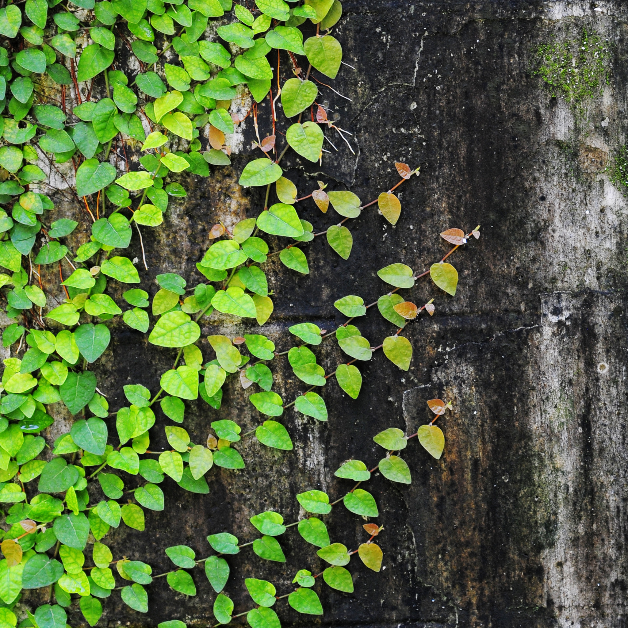 Creeping Fig - Ficus pumila