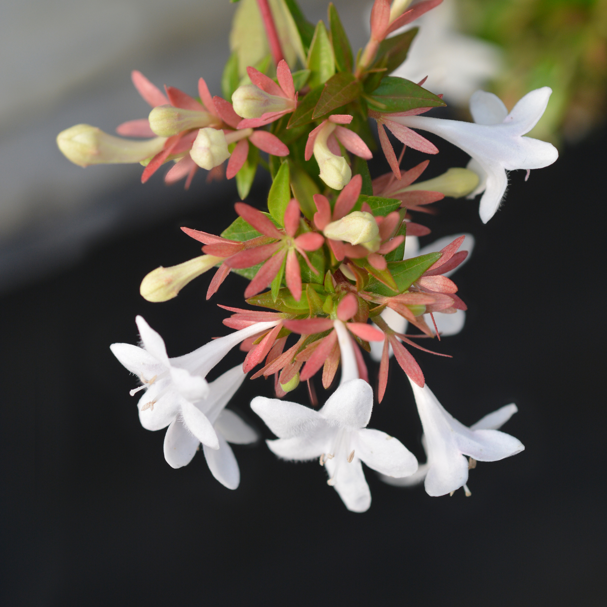 Glossy Abelia Lime Splice - Abelia grandiflora 'Lime Splice'