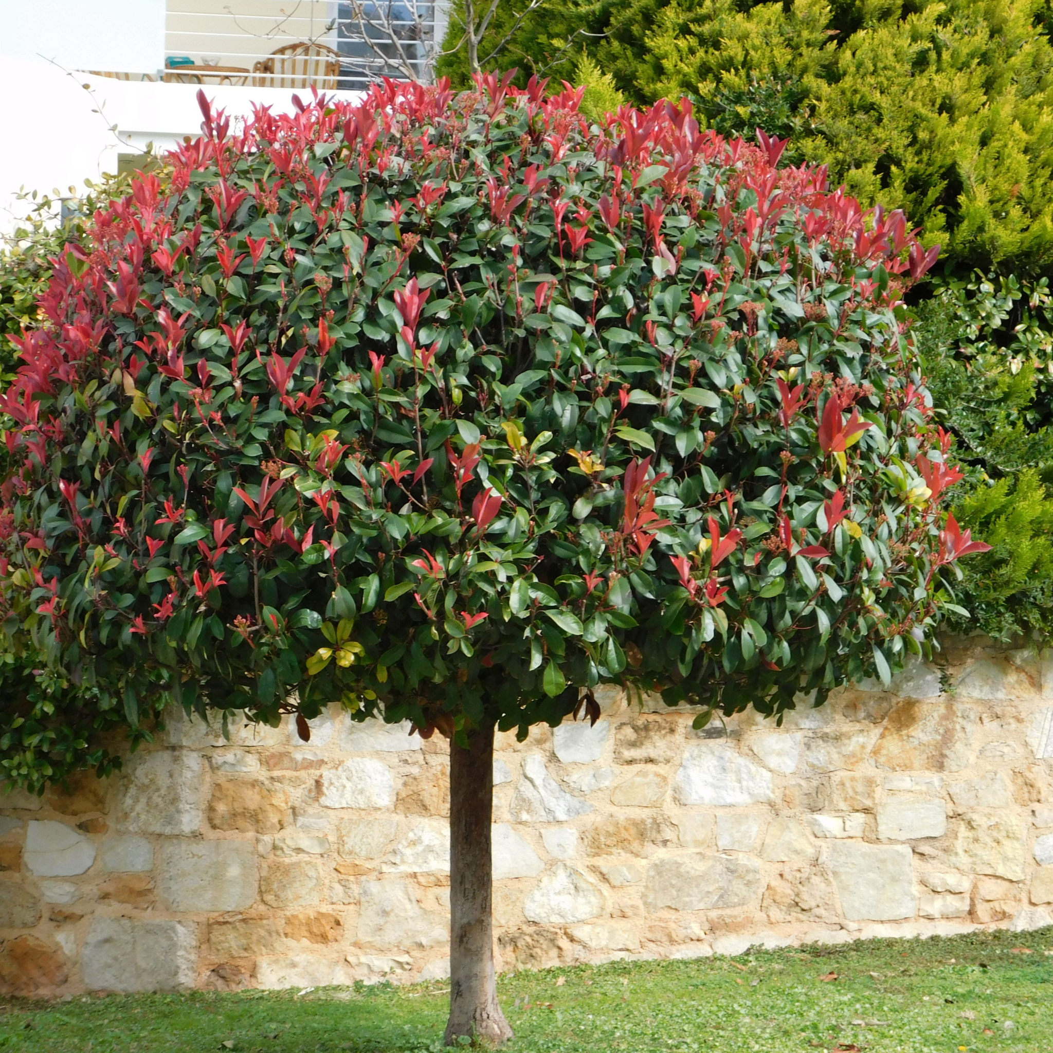 Red Tip Photinia Red Robin - Photinia fraseri Red Robin