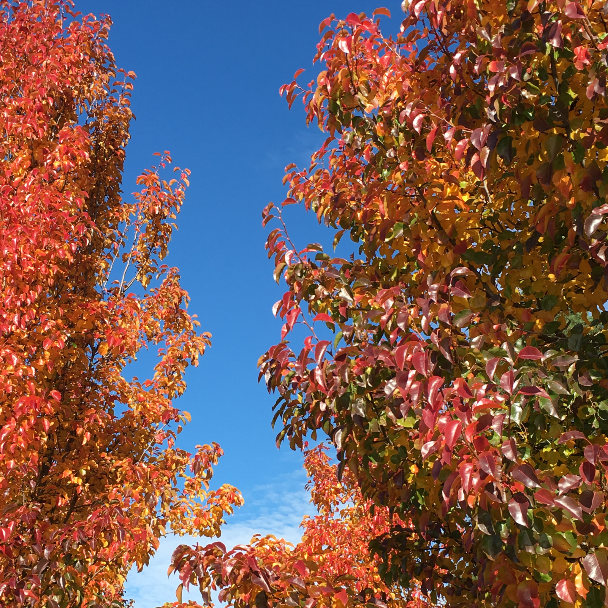 Ornamental Callery Pear Cleveland Select - Pyrus calleryana Cleveland Select
