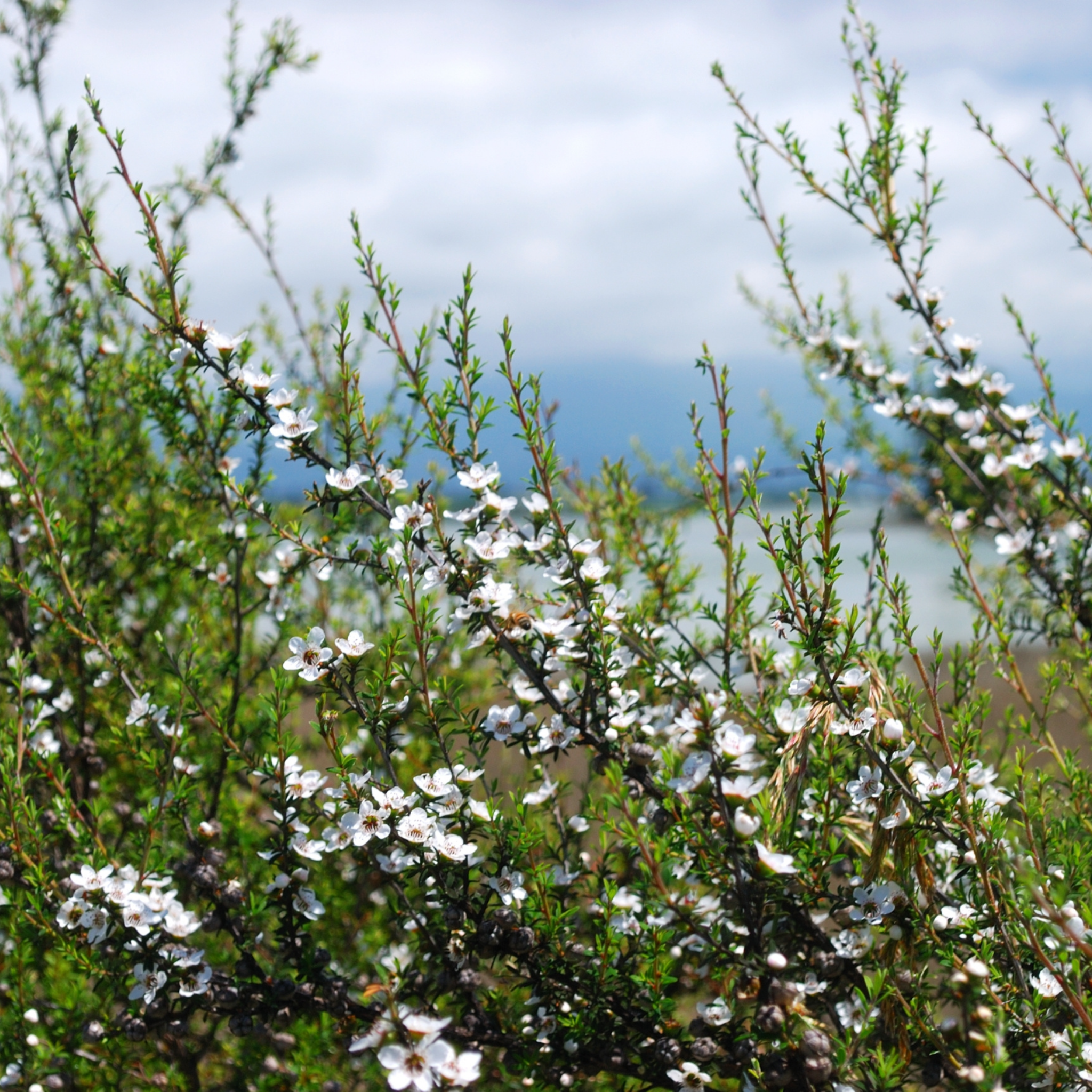 Prickly Tea Tree - Leptospermum continentale