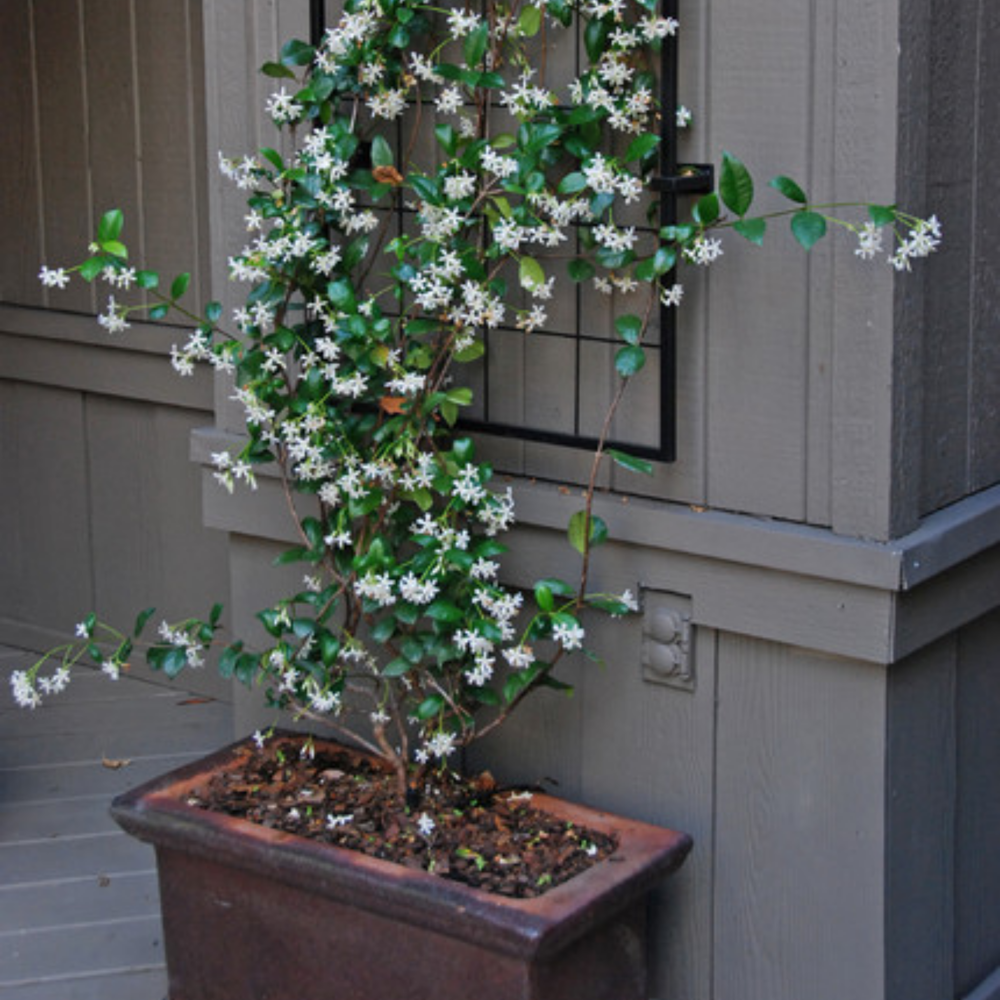 Chinese Star Jasmine - Trachelospermum jasminoides Jessamine