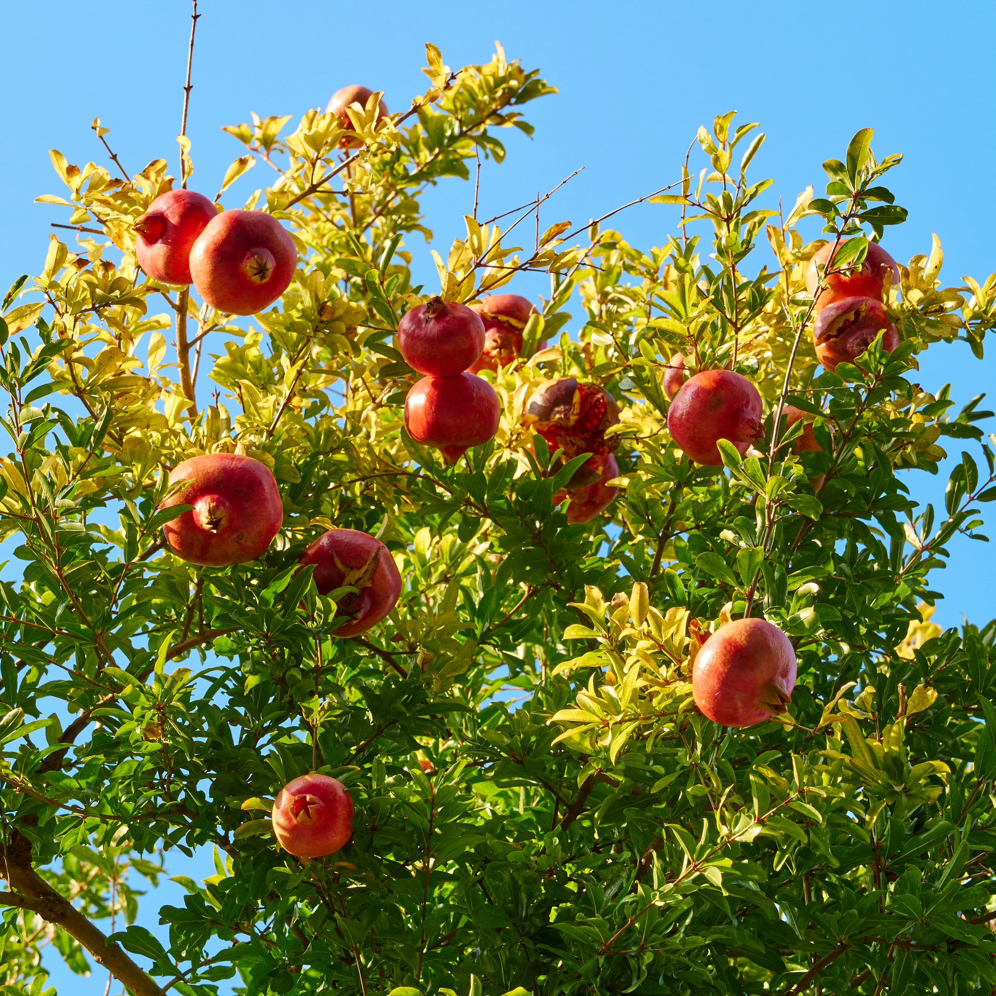 Pomegranate Tree - Punica granatum Wonderful