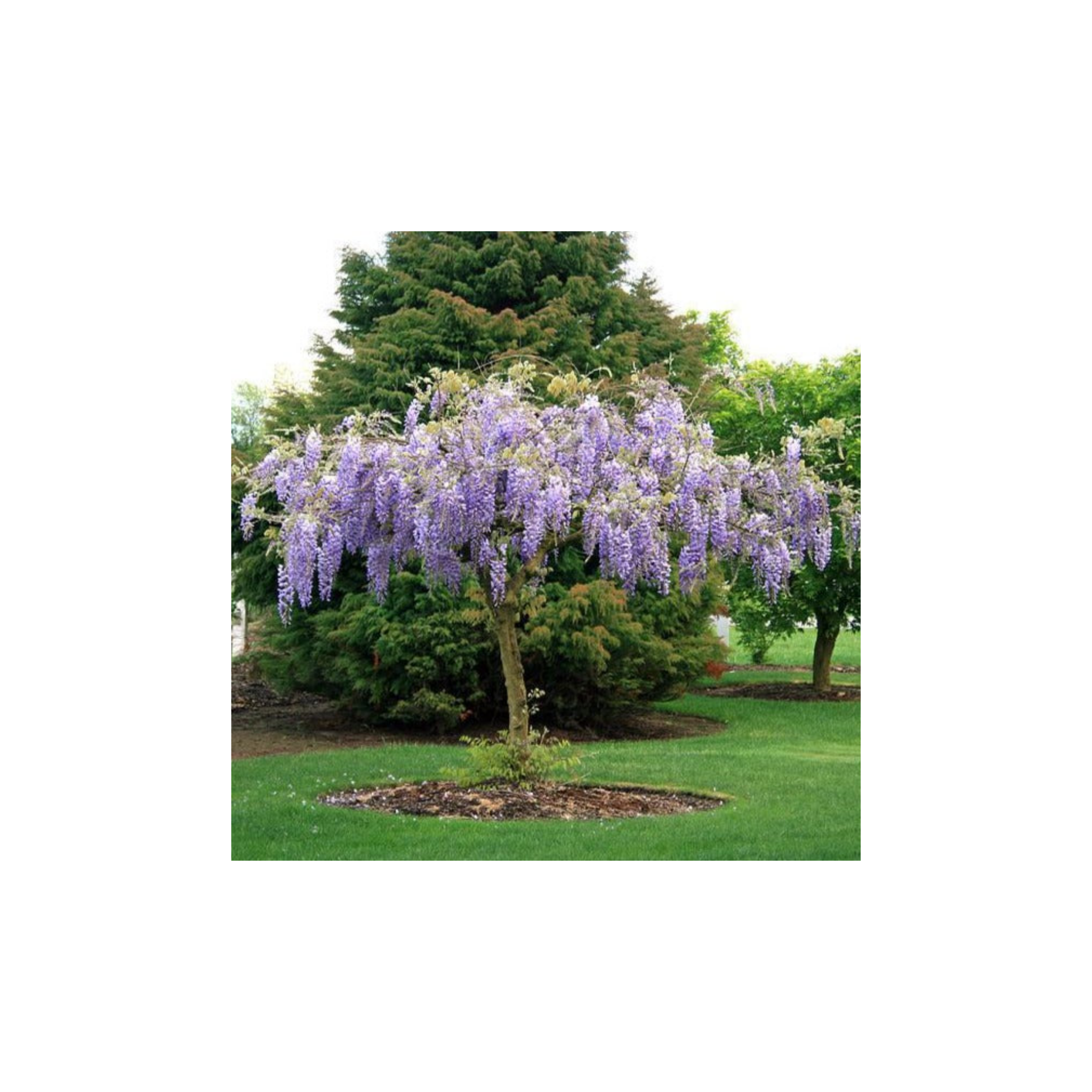 Blue Chinese Wisteria - Wisteria sinensis