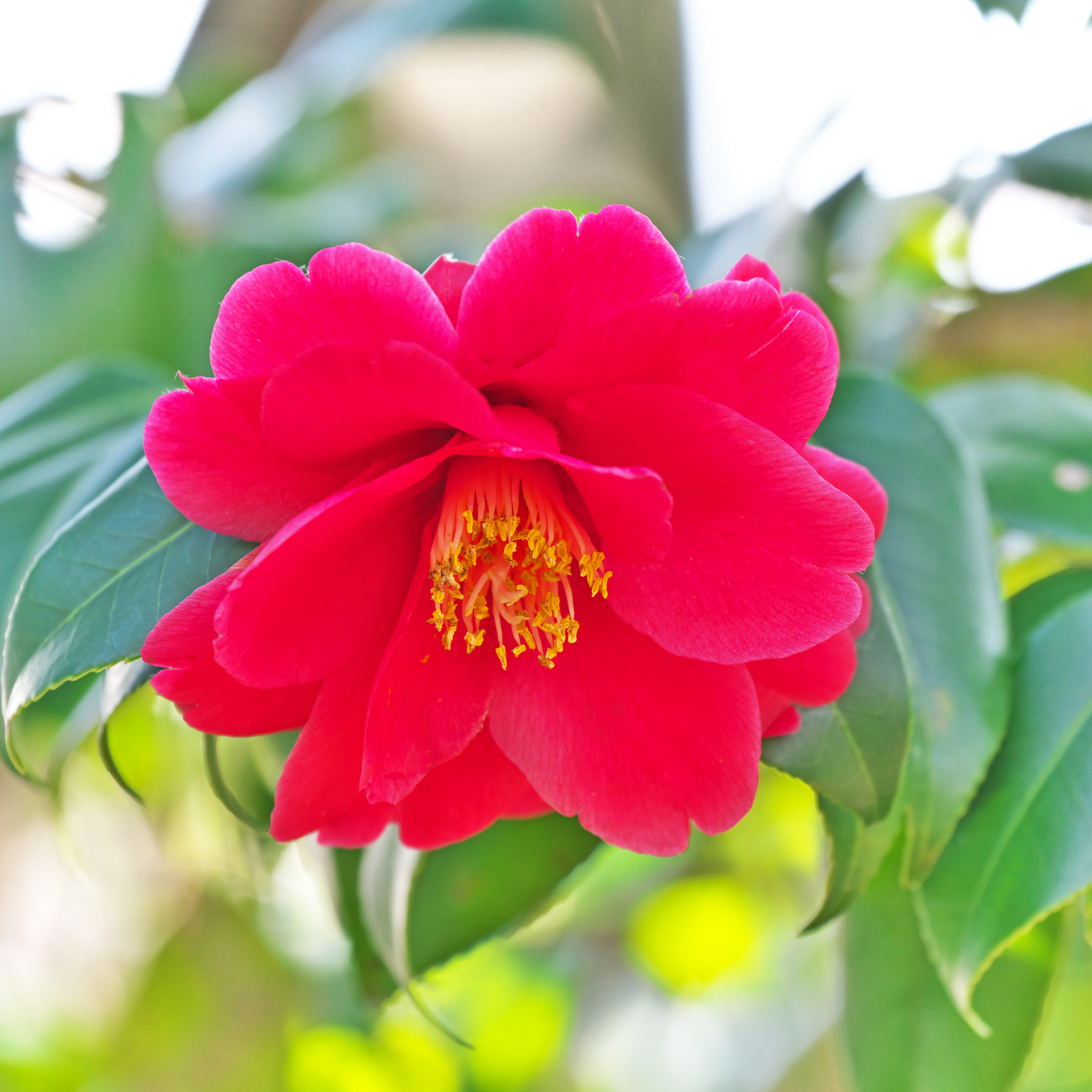 Camellia japonica Wildfire